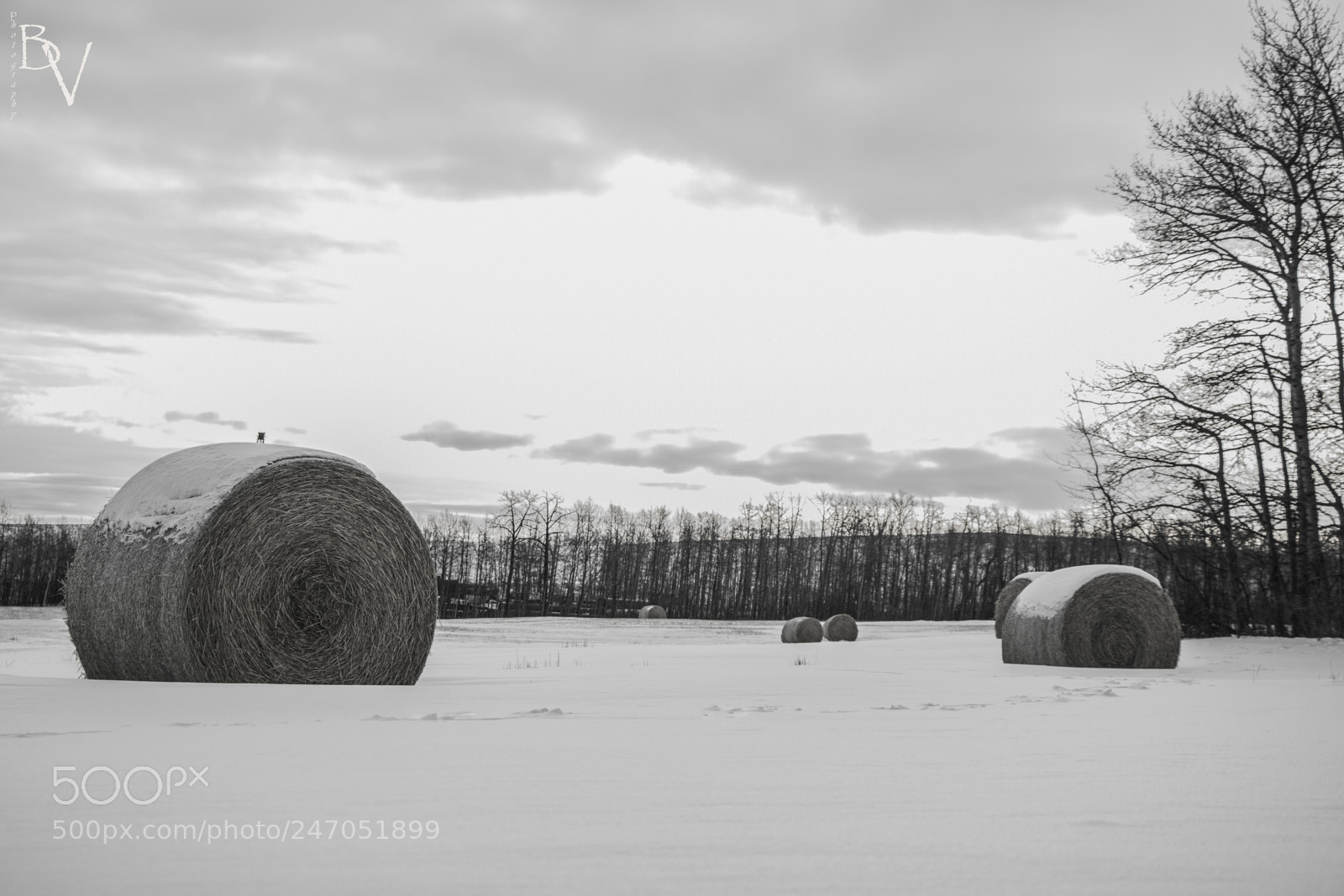 Canon EOS 760D (EOS Rebel T6s / EOS 8000D) sample photo. Winter morning out of photography