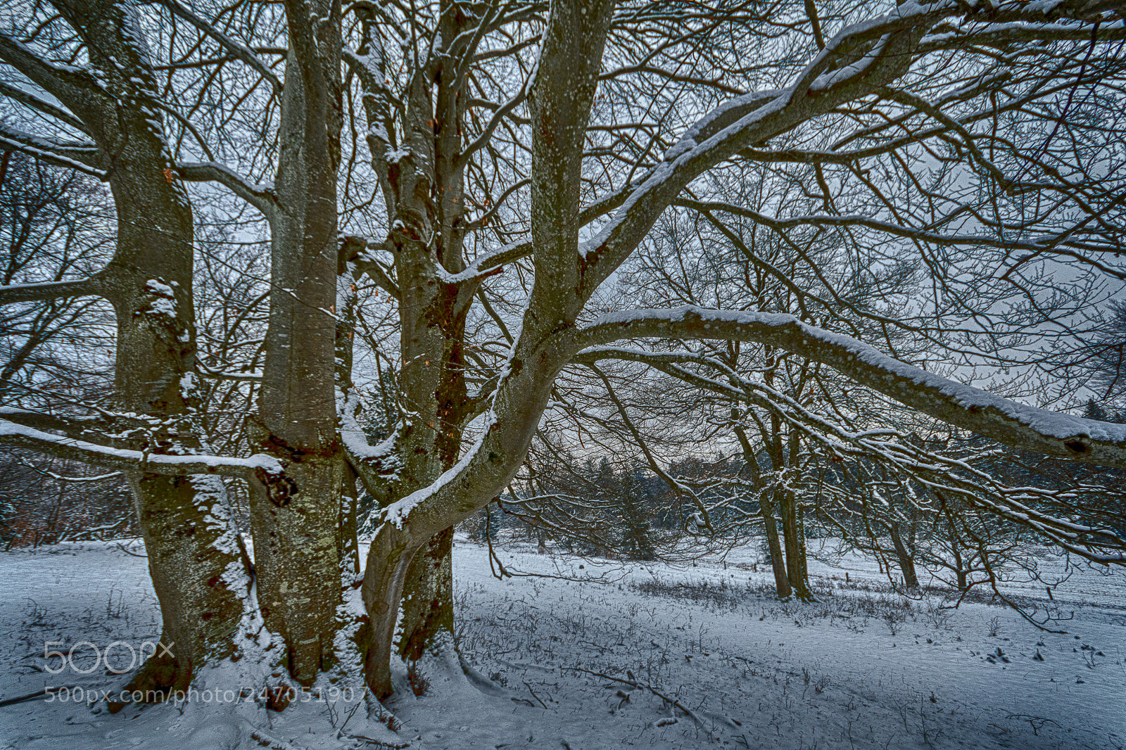 Nikon D500 sample photo. Group of beeches on photography