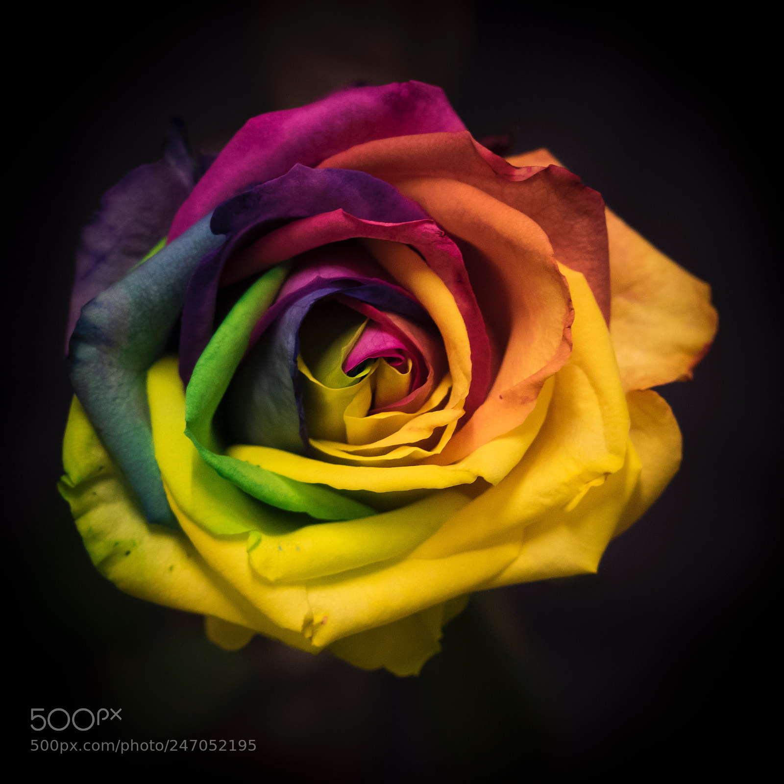 Olympus OM-D E-M1 sample photo. Multi coloured rose photography
