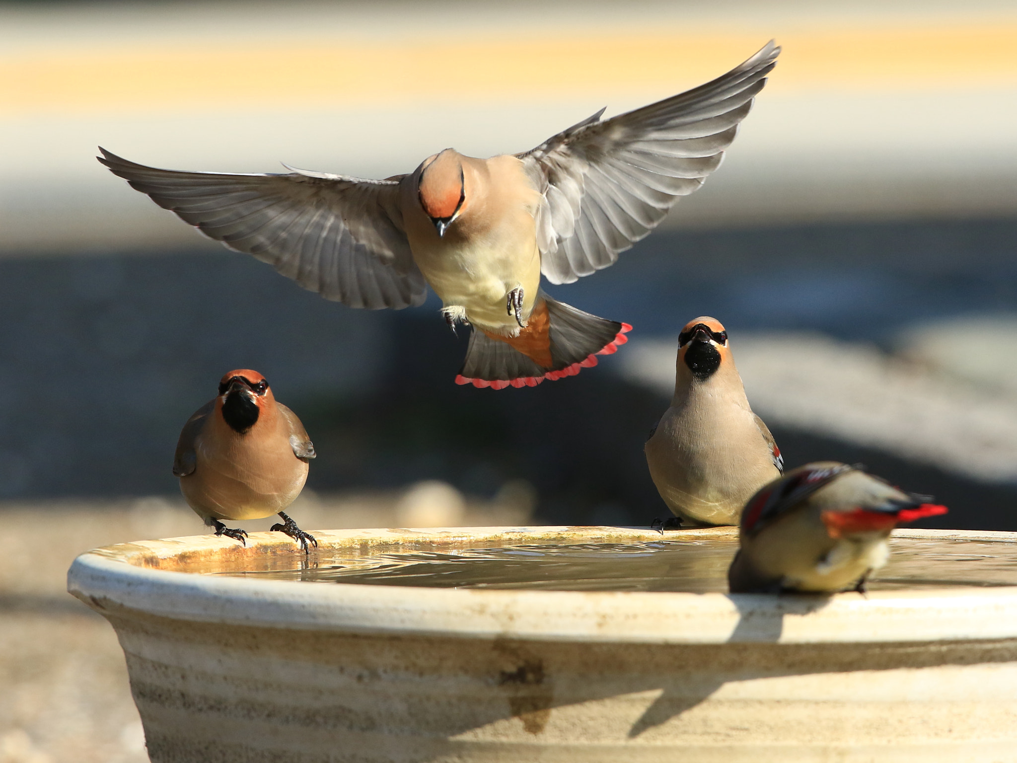 Canon EF 400mm F2.8L IS USM sample photo. Japanese waxwing  ヒレンジャク photography