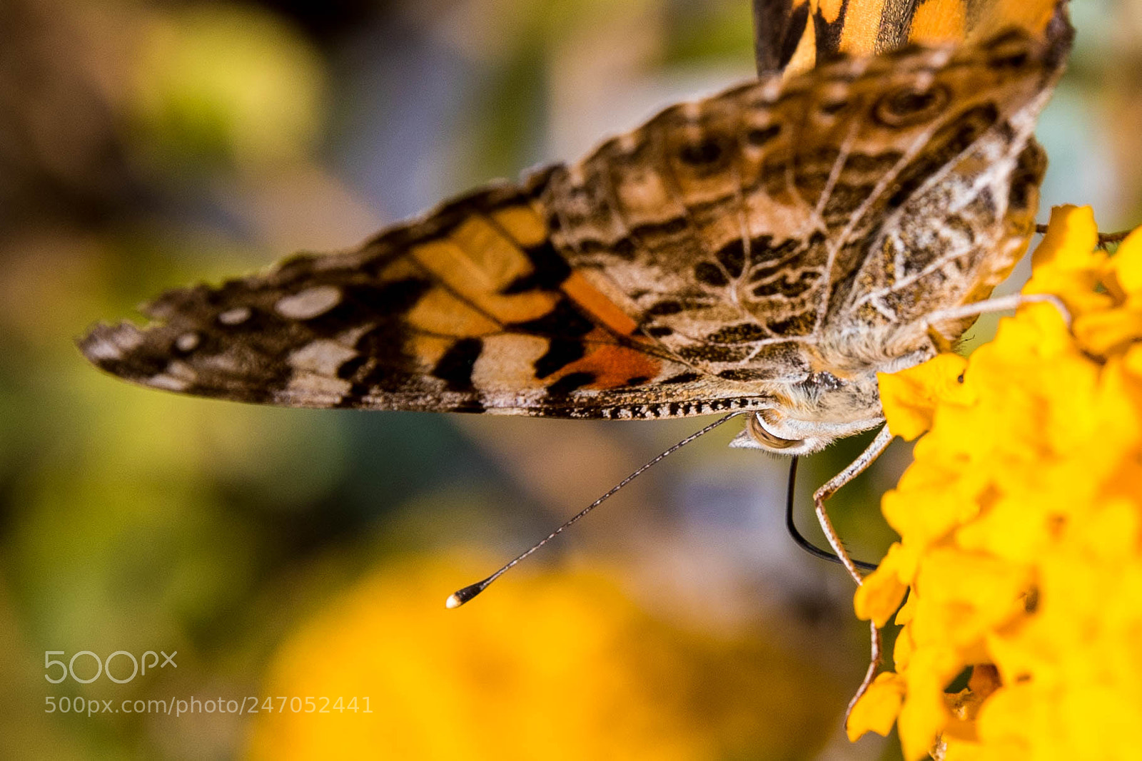 Canon EOS 7D Mark II sample photo. Silvery checkerspot butterfly photography