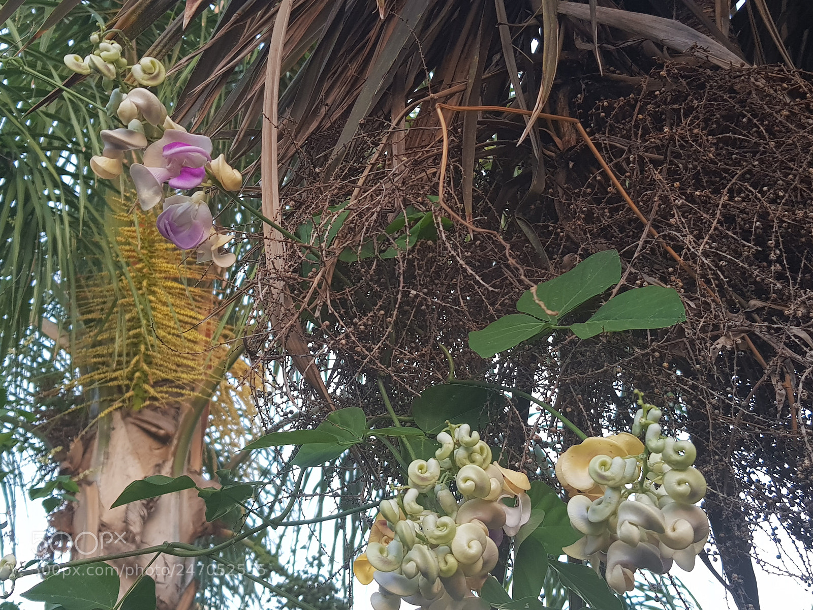 Samsung Galaxy S8 sample photo. Untitled photography