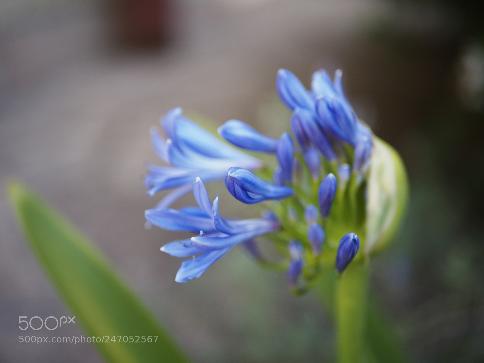 Olympus PEN E-PL5 sample photo. Blues photography