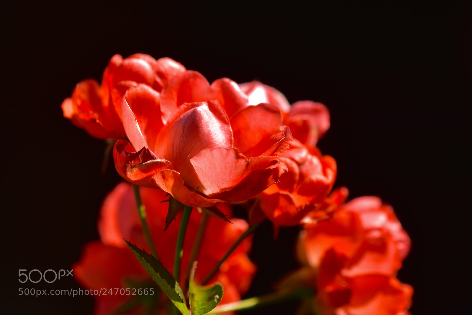 Nikon D7200 sample photo. Flowers photography
