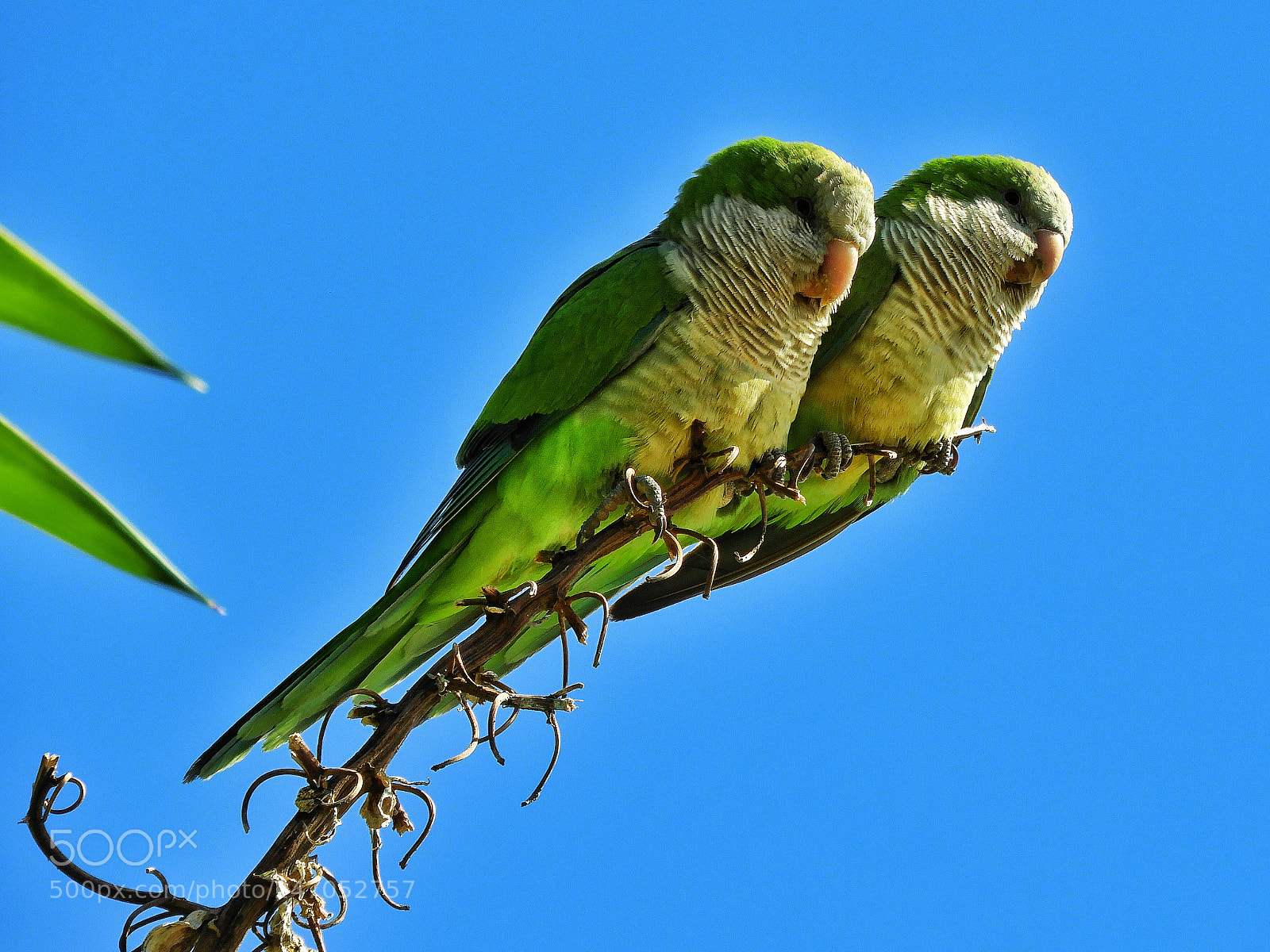 Nikon Coolpix B700 sample photo. Parakeets photography
