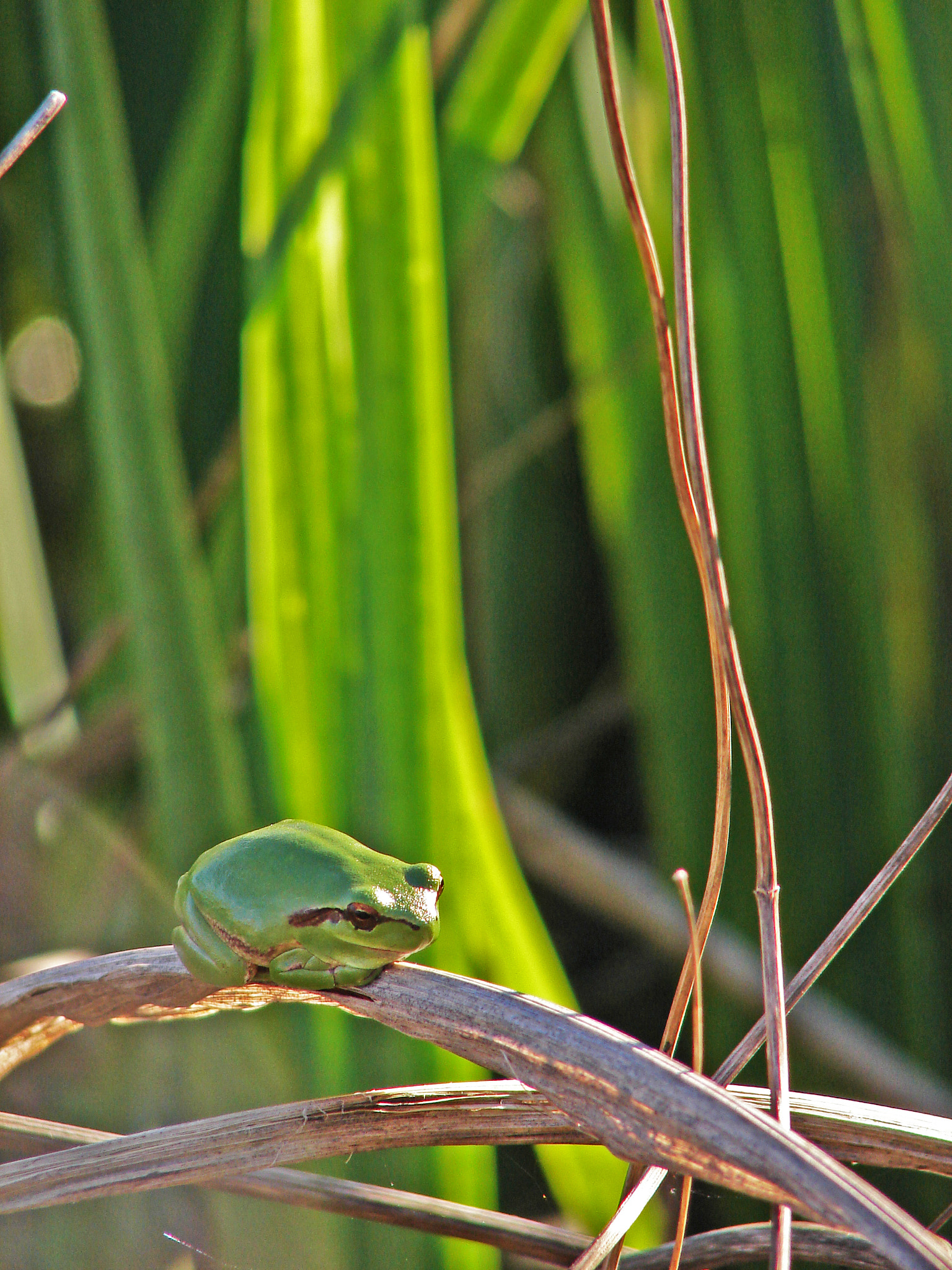 Sony DSC-H1 sample photo. Frog photography