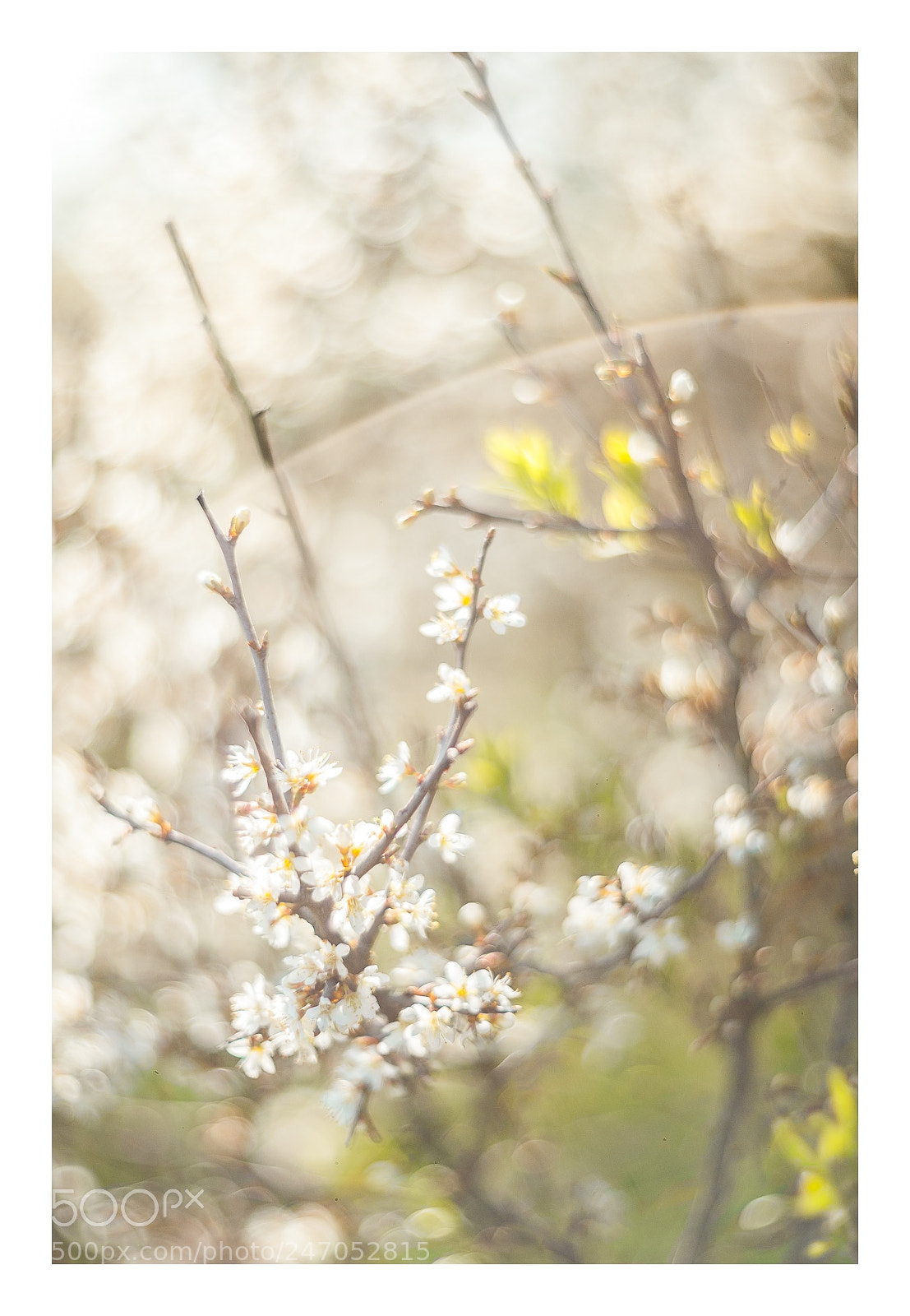 Nikon D700 sample photo. Blackthorn blossom photography