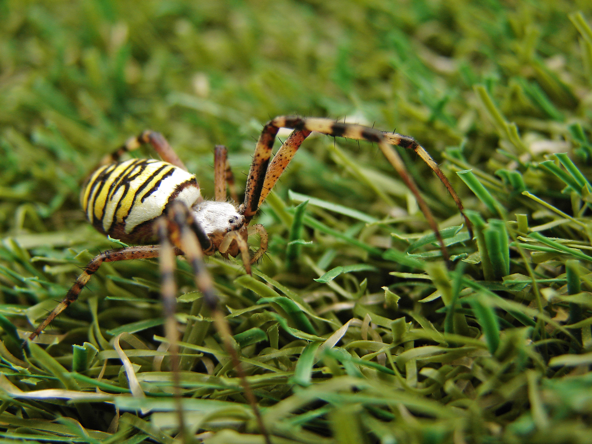 Sony DSC-H1 sample photo. Spider photography