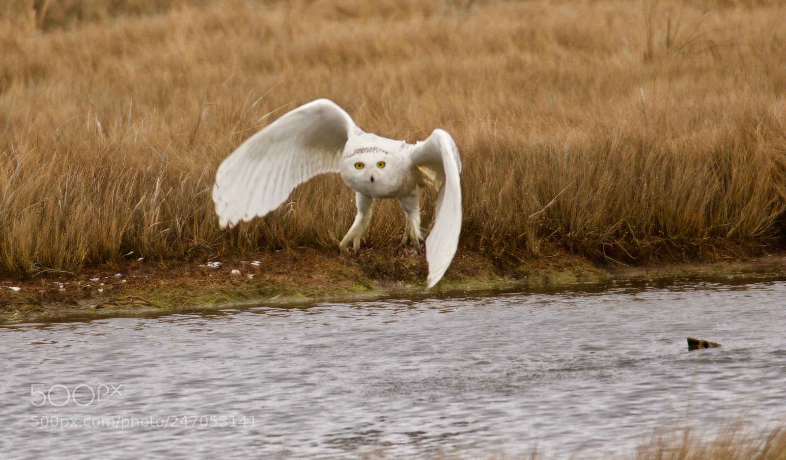 Canon EOS 80D sample photo. Snowy owl in nj photography