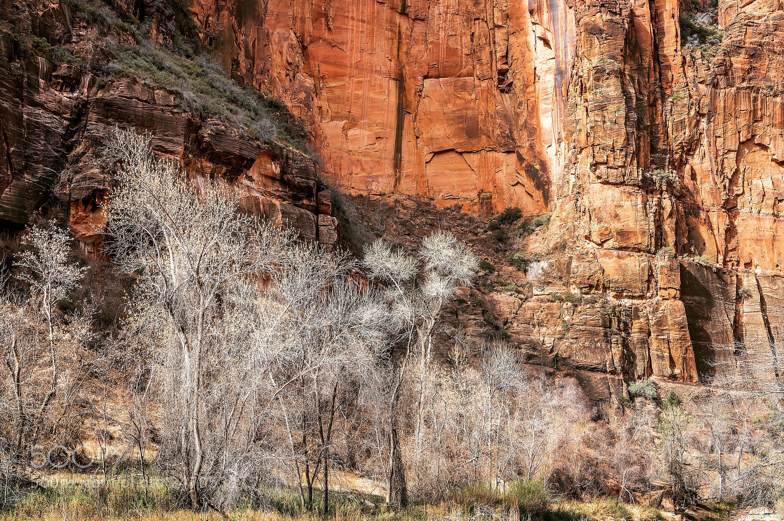 Nikon D850 sample photo. Cottonwoods, zion national park photography