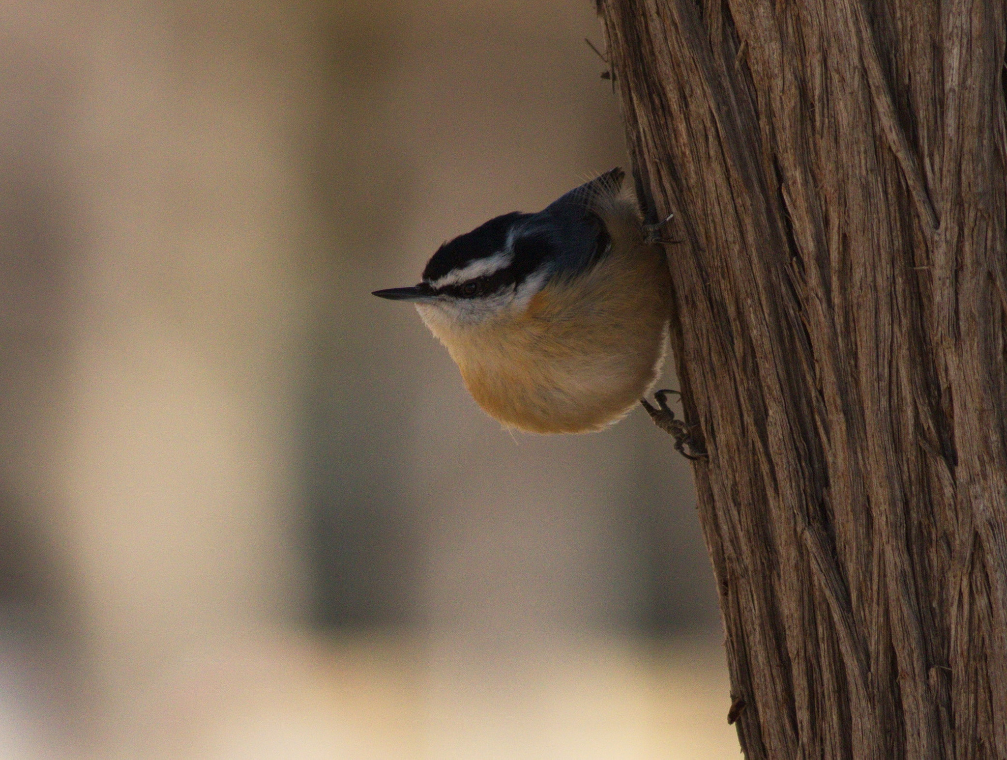 Canon EF 400mm F5.6L USM sample photo. Red-breasted nuthatch photography