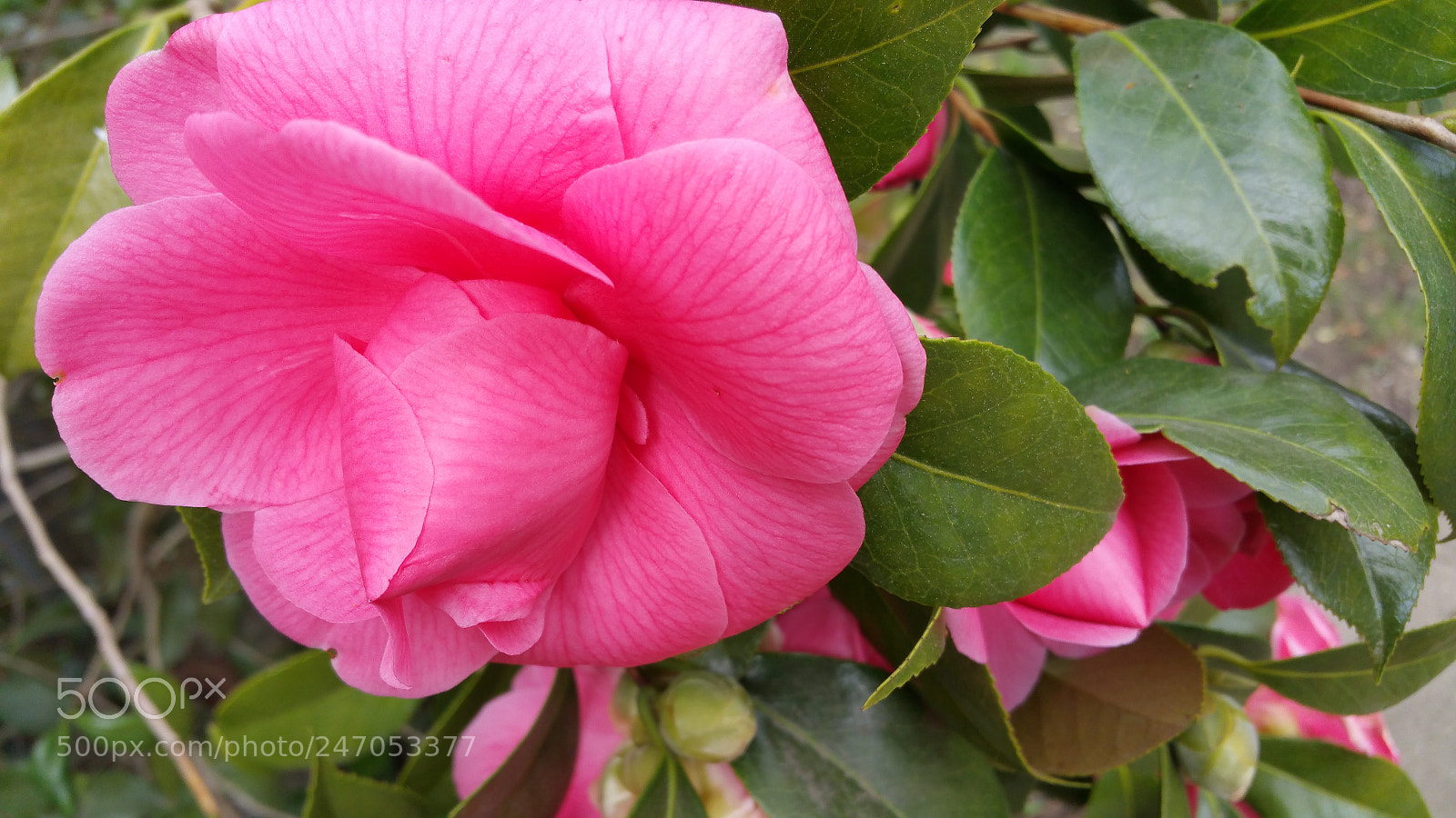 Samsung Galaxy Note4 sample photo. Unfurled pink flower and photography