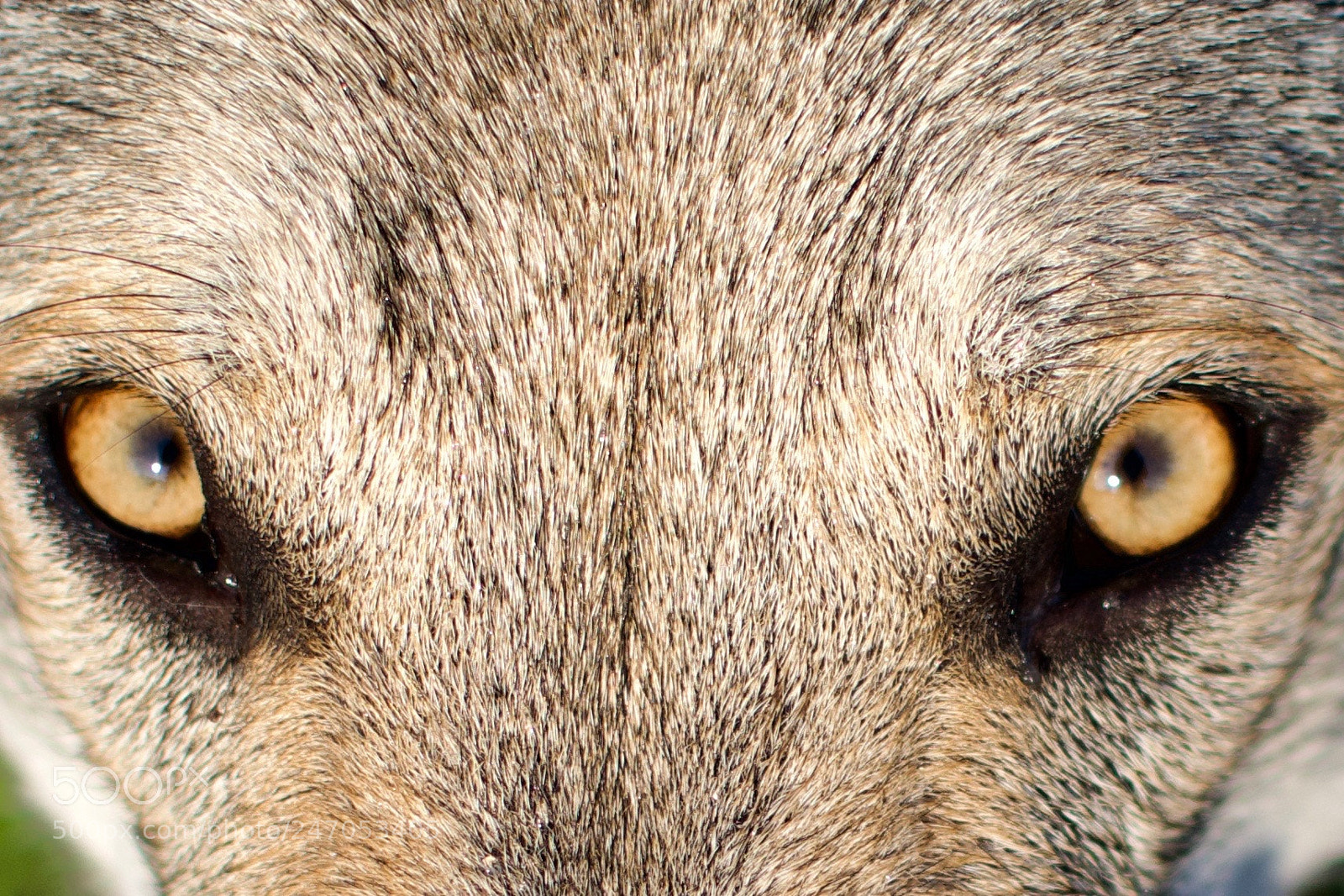 Nikon D3300 sample photo. Athos wolf dog cecoslovacco photography