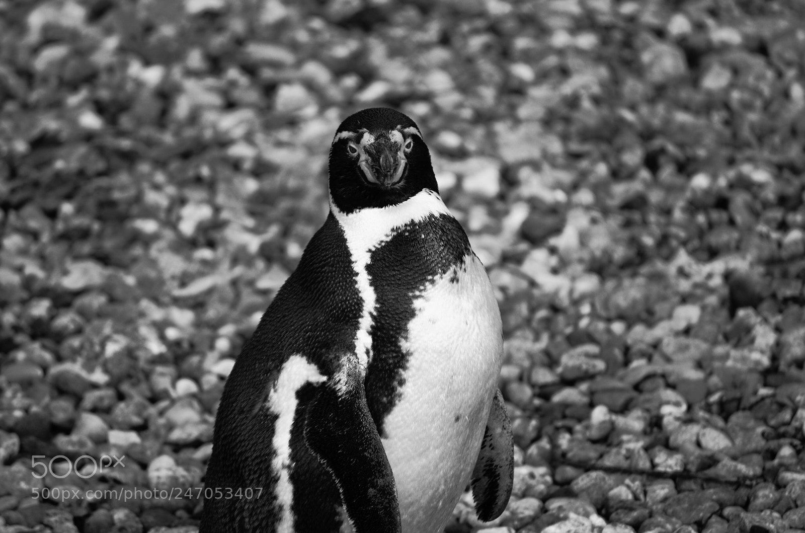 Nikon D5100 sample photo. The penguine photography