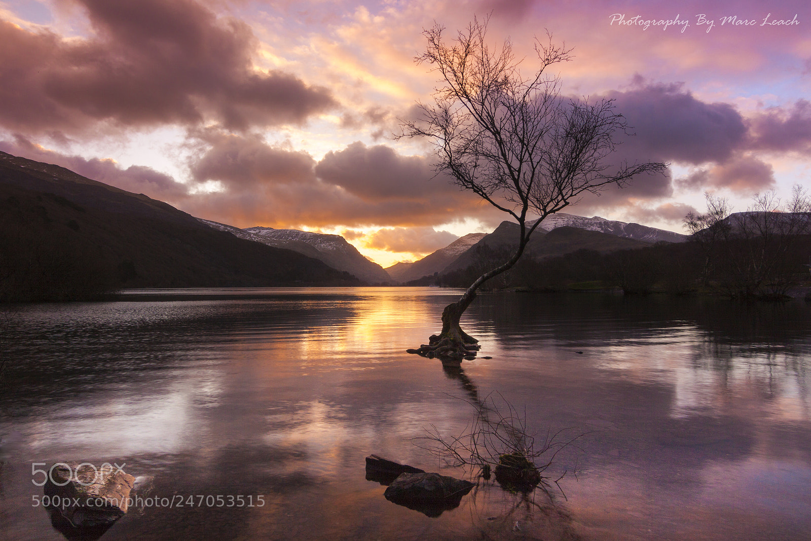 Canon EOS 50D sample photo. Llyn padarn lone tree photography