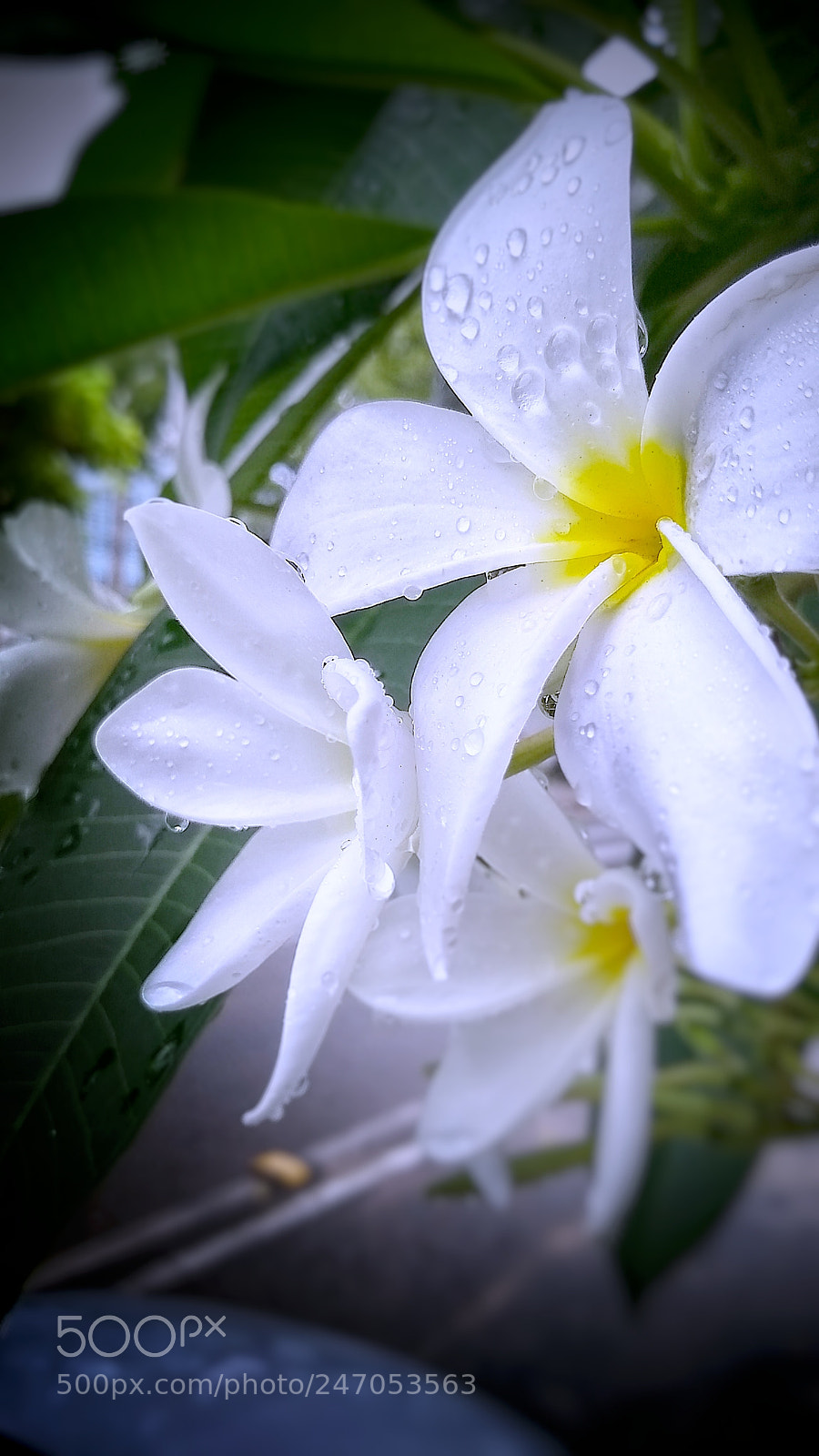 Motorola Moto G (5S) sample photo. Untitled photography