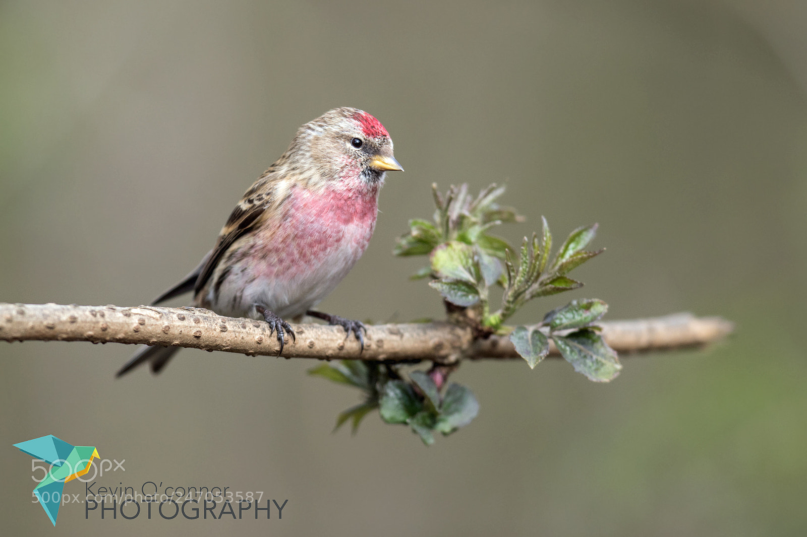 Canon EOS 7D Mark II sample photo. Redpole photography