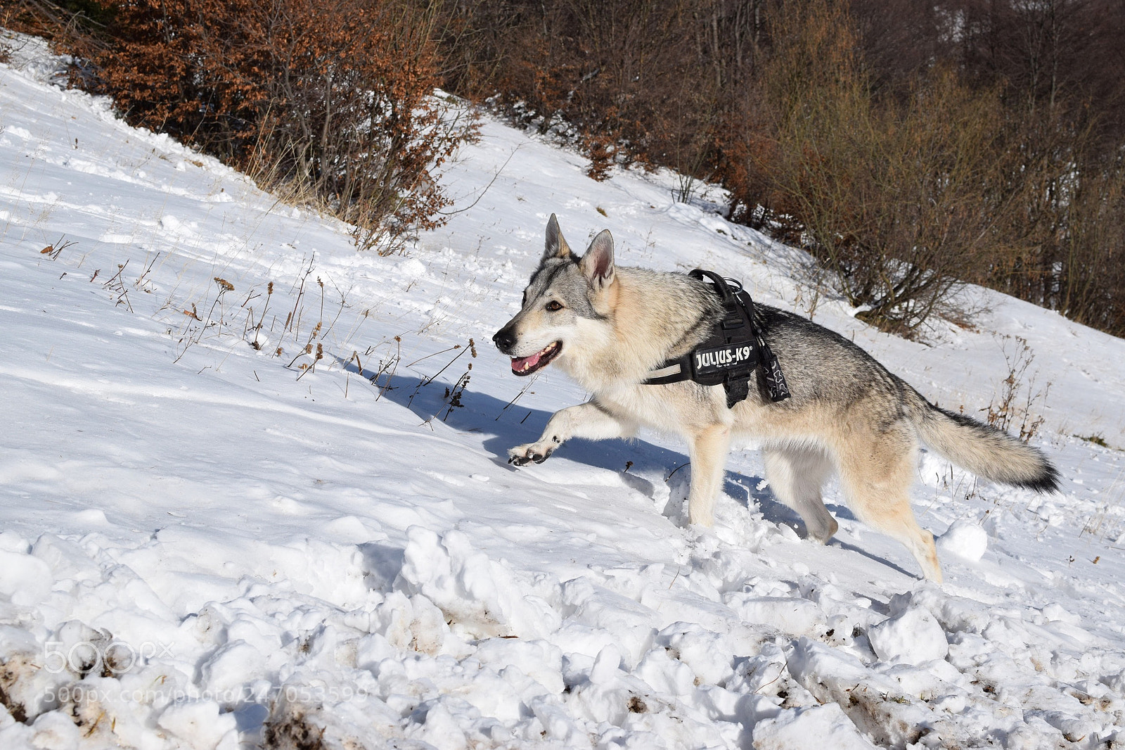 Nikon D3300 sample photo. Saika wolf dog cecoslovacco photography
