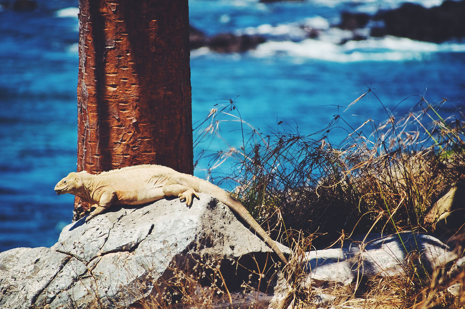 Nikon D5000 sample photo. Iguana isla san fernando photography