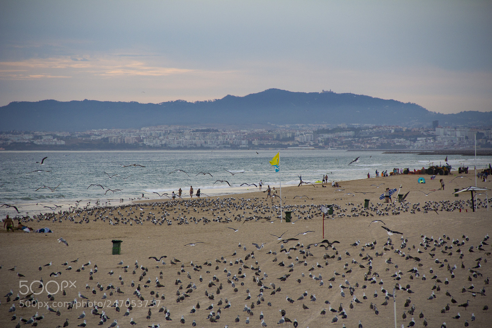 Canon EOS 60D sample photo. Flock of seagulls at photography