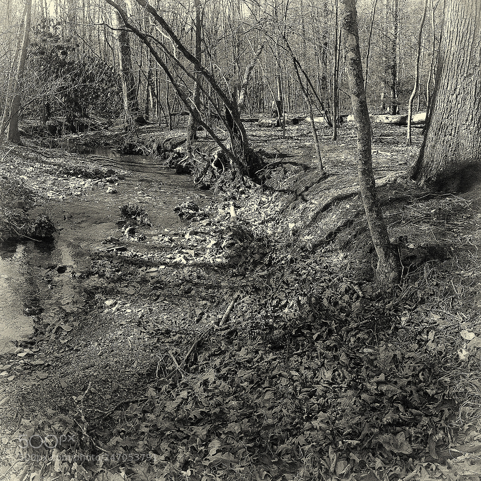 Apple iPhone 5s sample photo. Forest photography