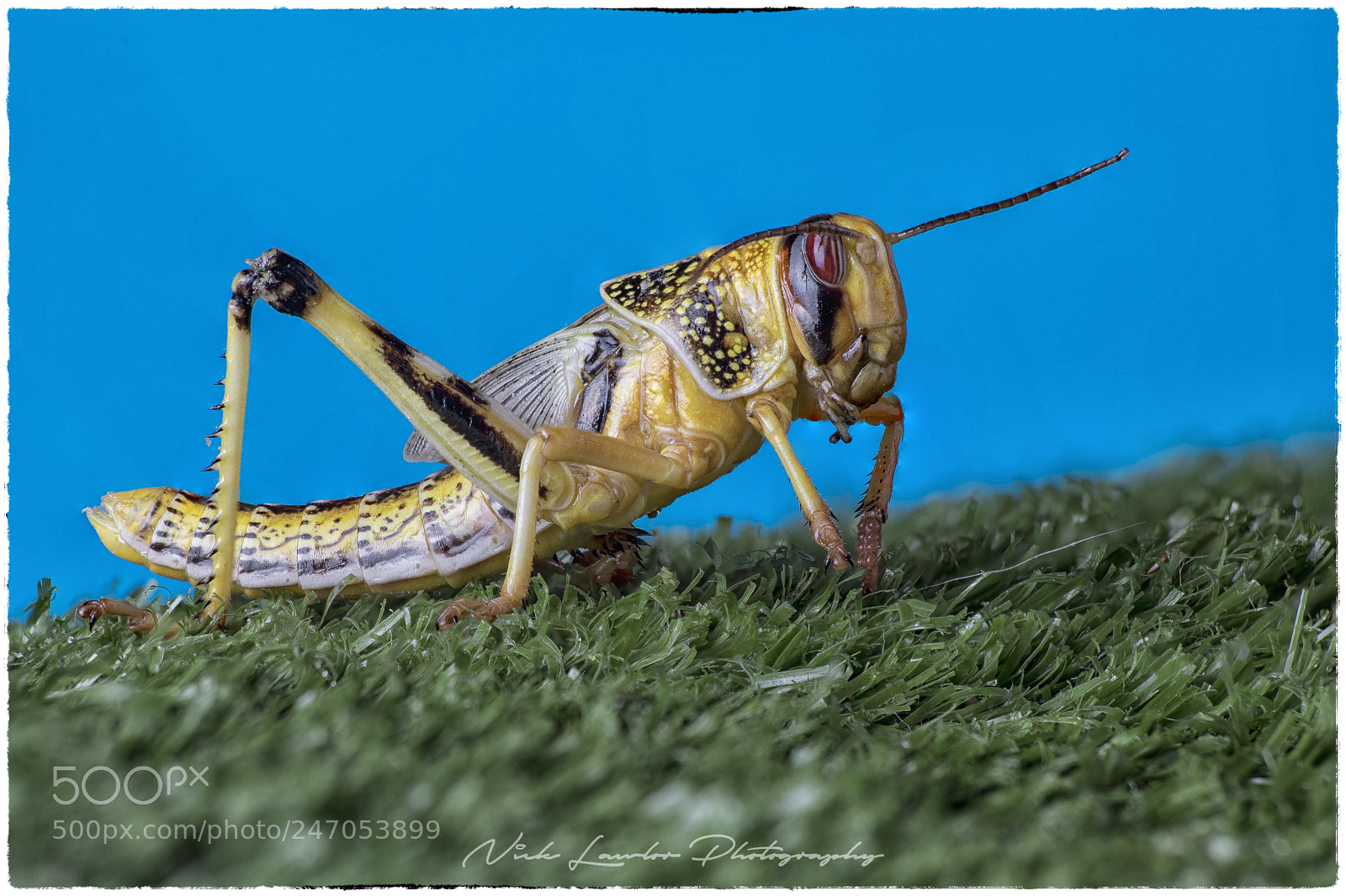 Canon EOS 80D sample photo. Macro stack photography