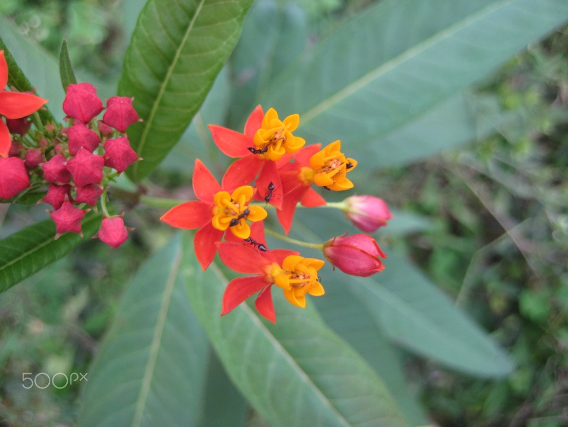 Canon POWERSHOT SD1000 sample photo. Ants upon asclepiadaceae photography