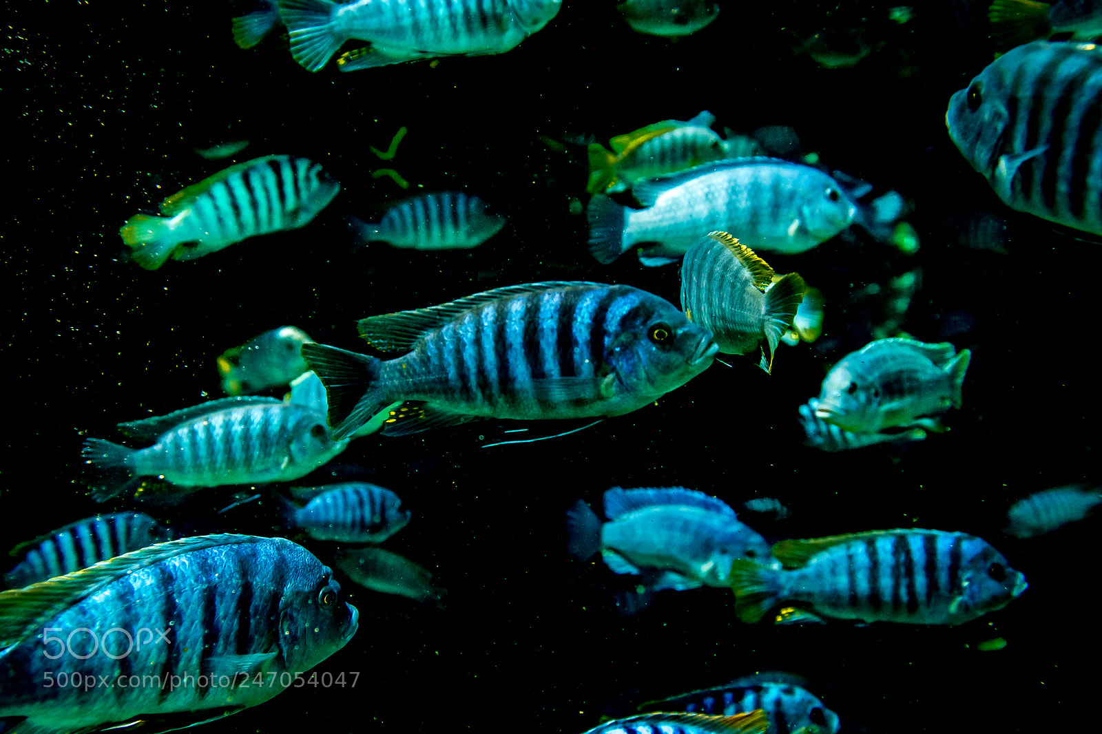 Nikon D7500 sample photo. Fish photography