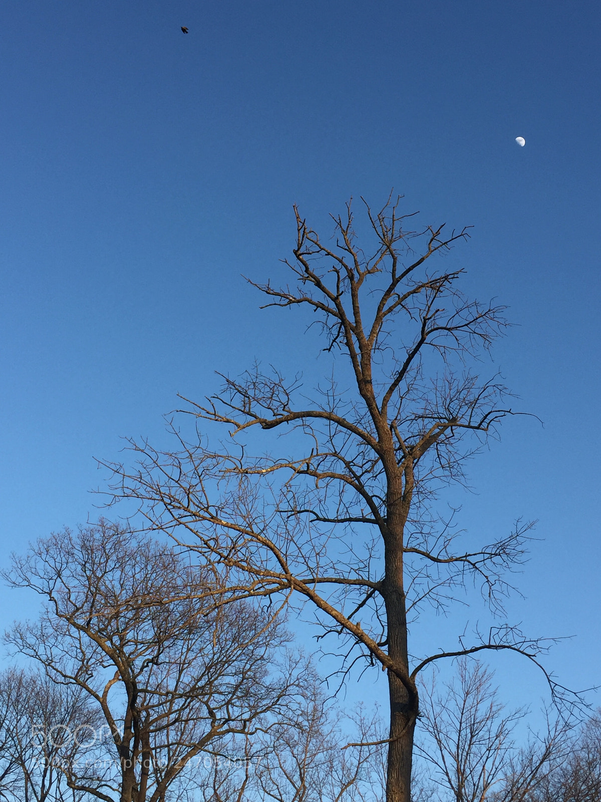 Apple iPhone 6 Plus sample photo. Brain & heart photography