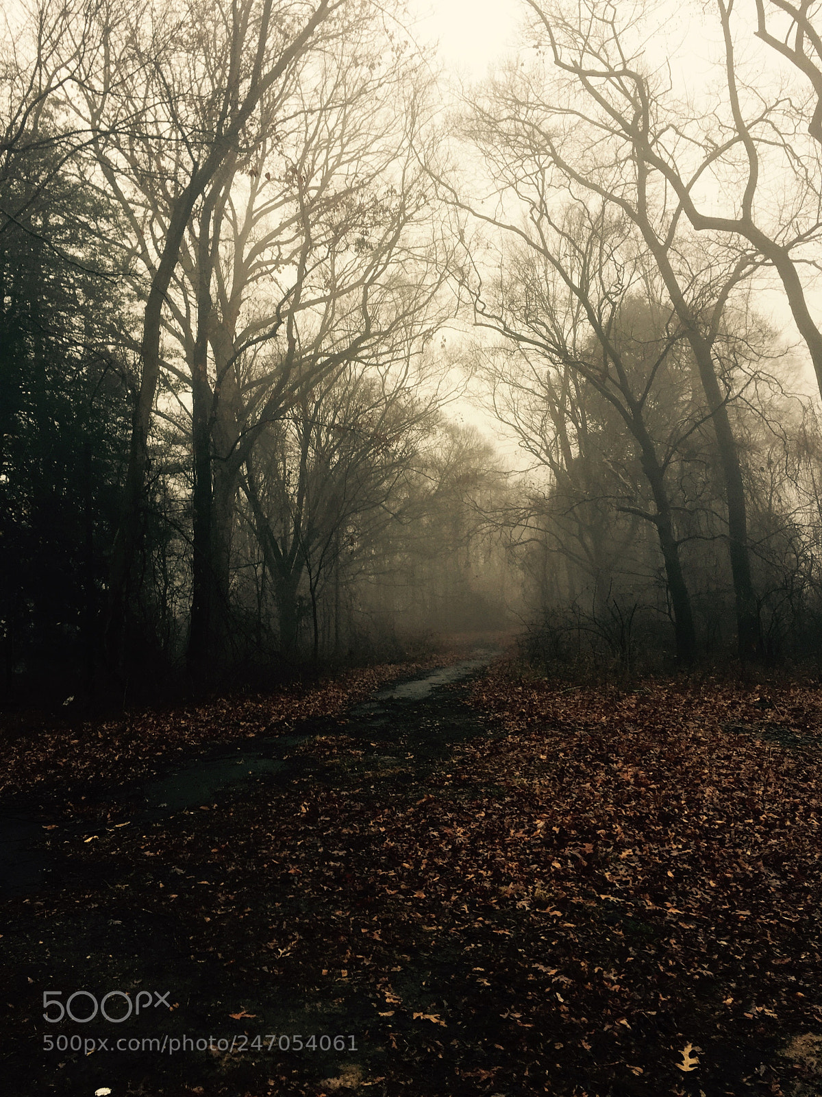 Apple iPhone 6 Plus sample photo. Way to my heart photography