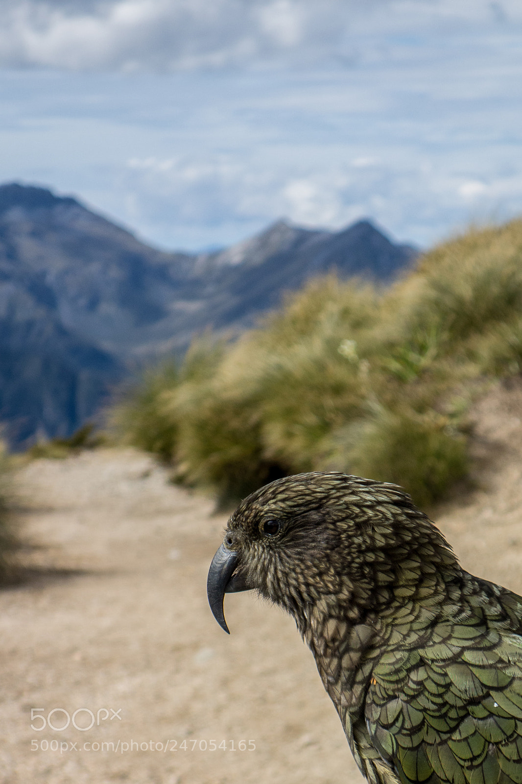 Sony Cyber-shot DSC-RX100 sample photo. Kea posing photography