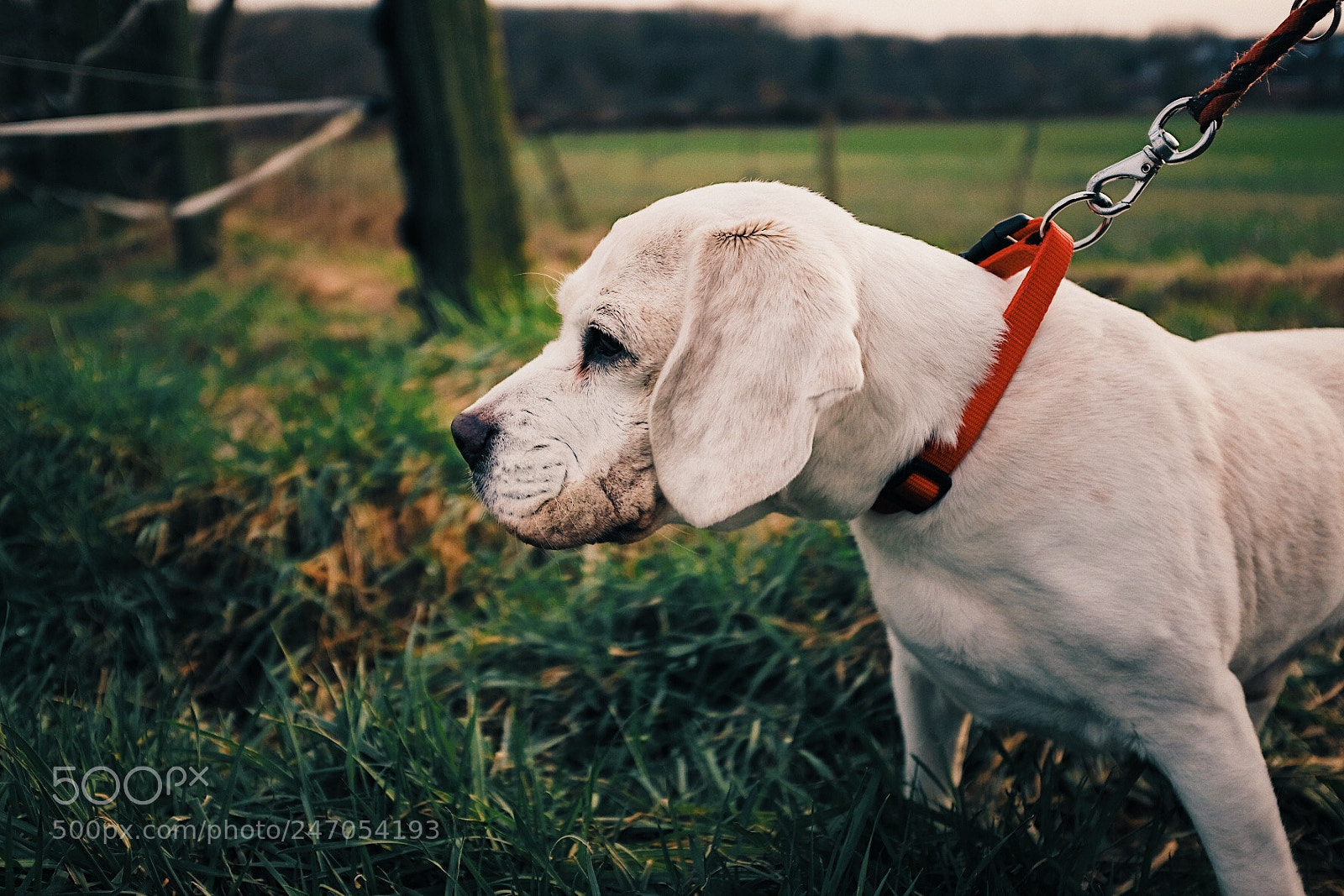 Fujifilm X100T sample photo. Lucky photography