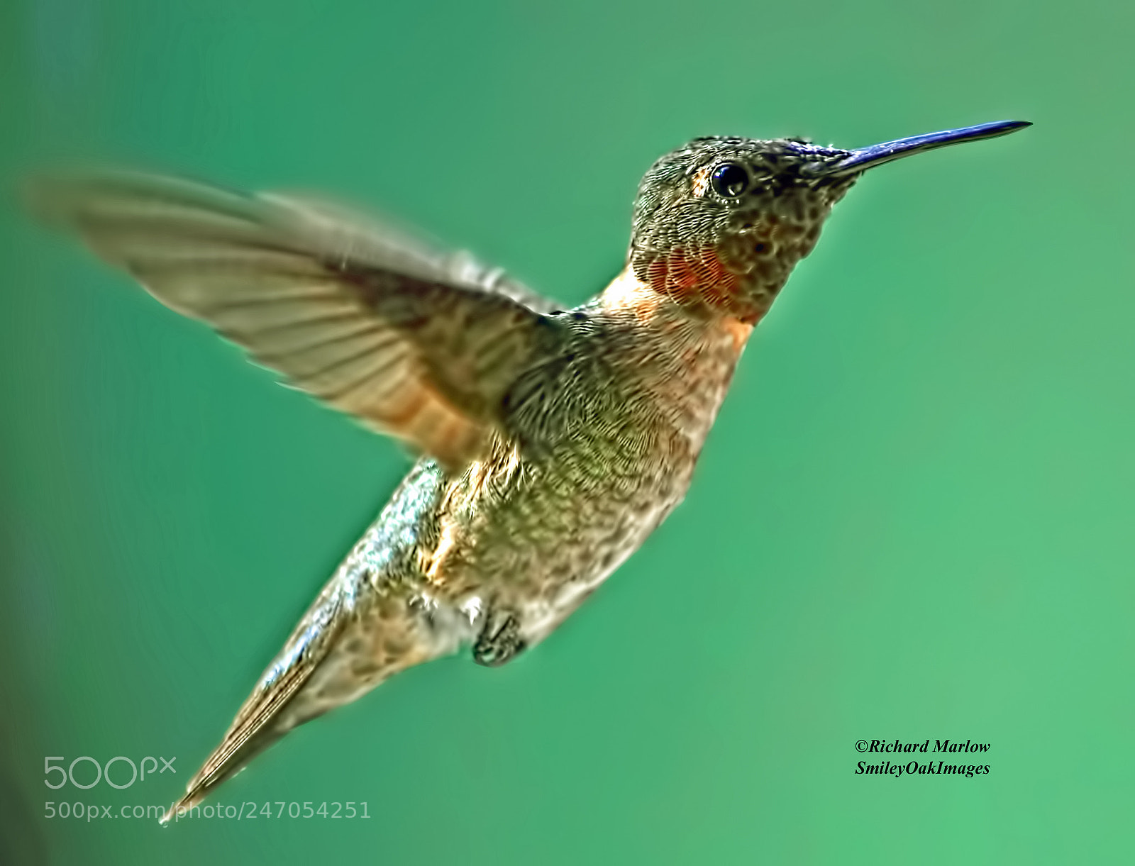 Nikon D5000 sample photo. Hummingbird photography