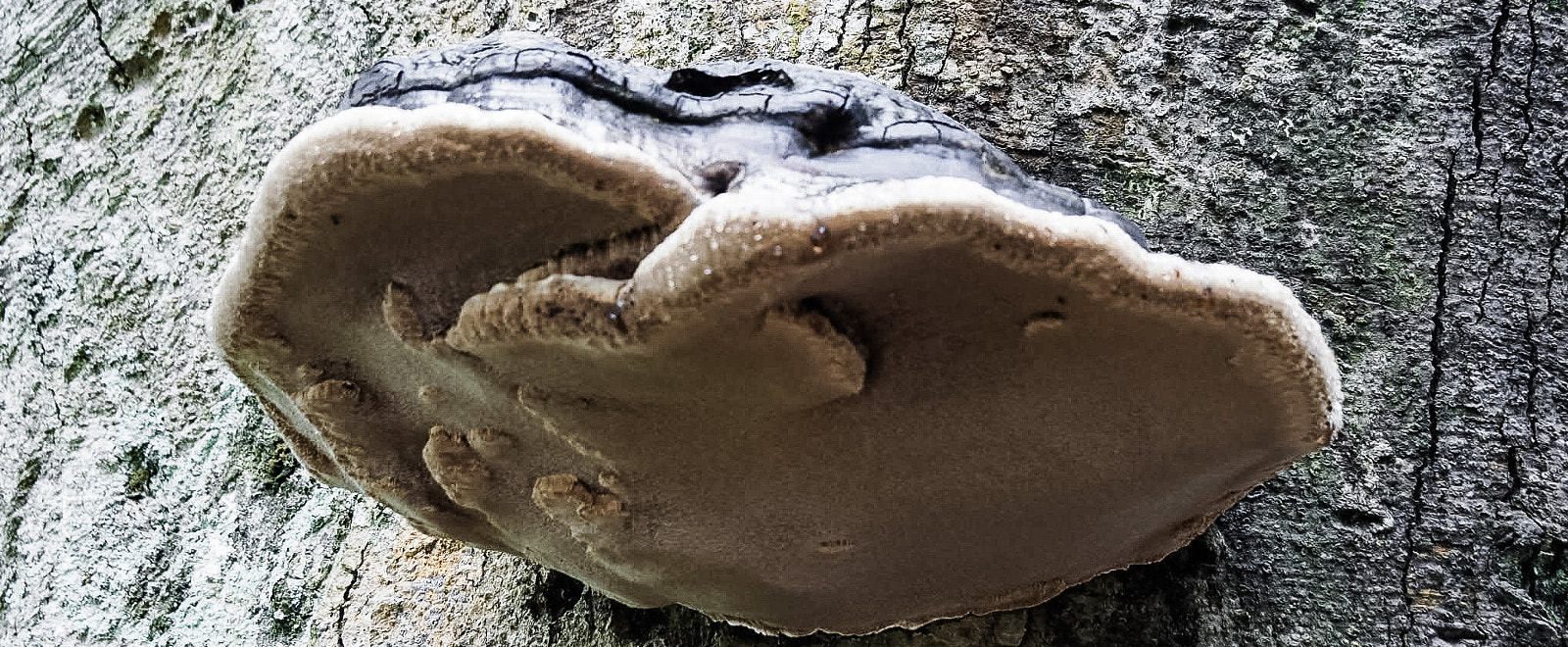 Olympus PEN-F sample photo. Un gros champignon photography