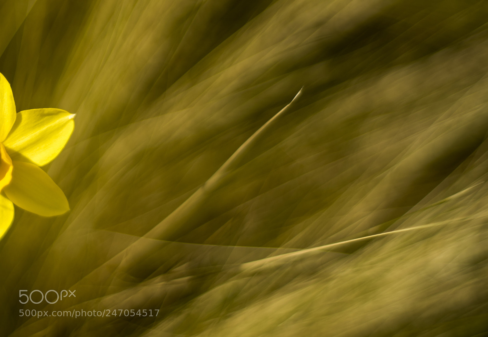 Nikon D810 sample photo. Untitled photography