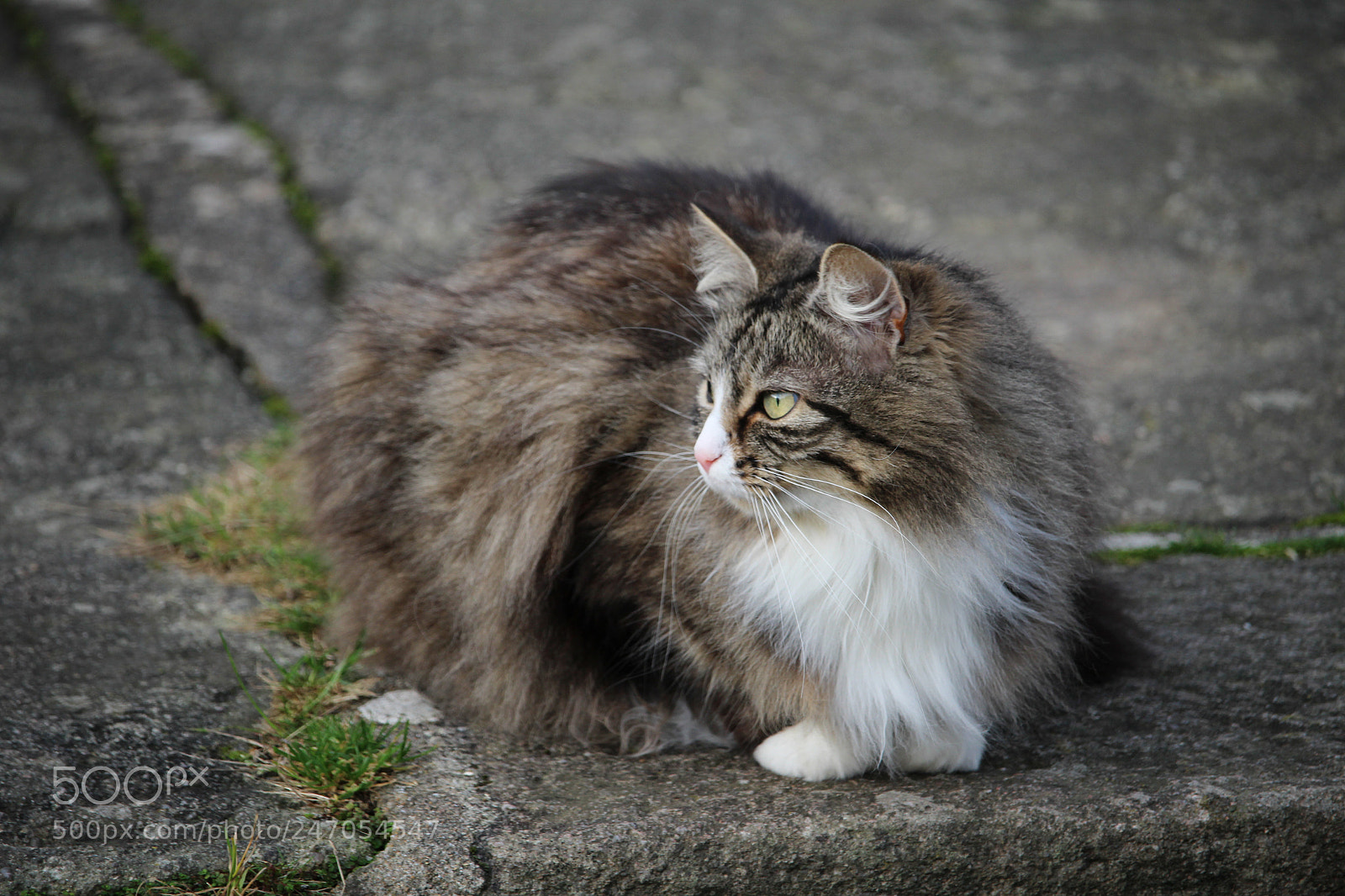 Canon EOS 100D (EOS Rebel SL1 / EOS Kiss X7) sample photo. Fourrure d'hiver photography