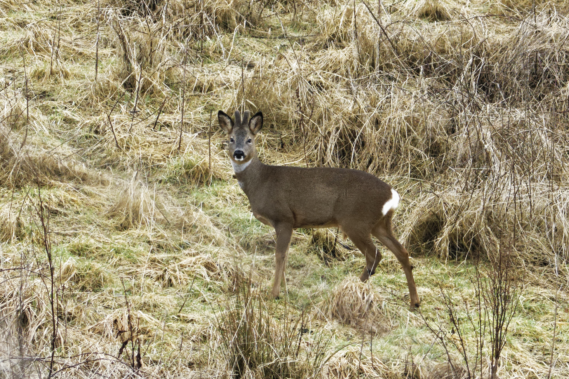 Nikon D500 sample photo. Carmyle photography