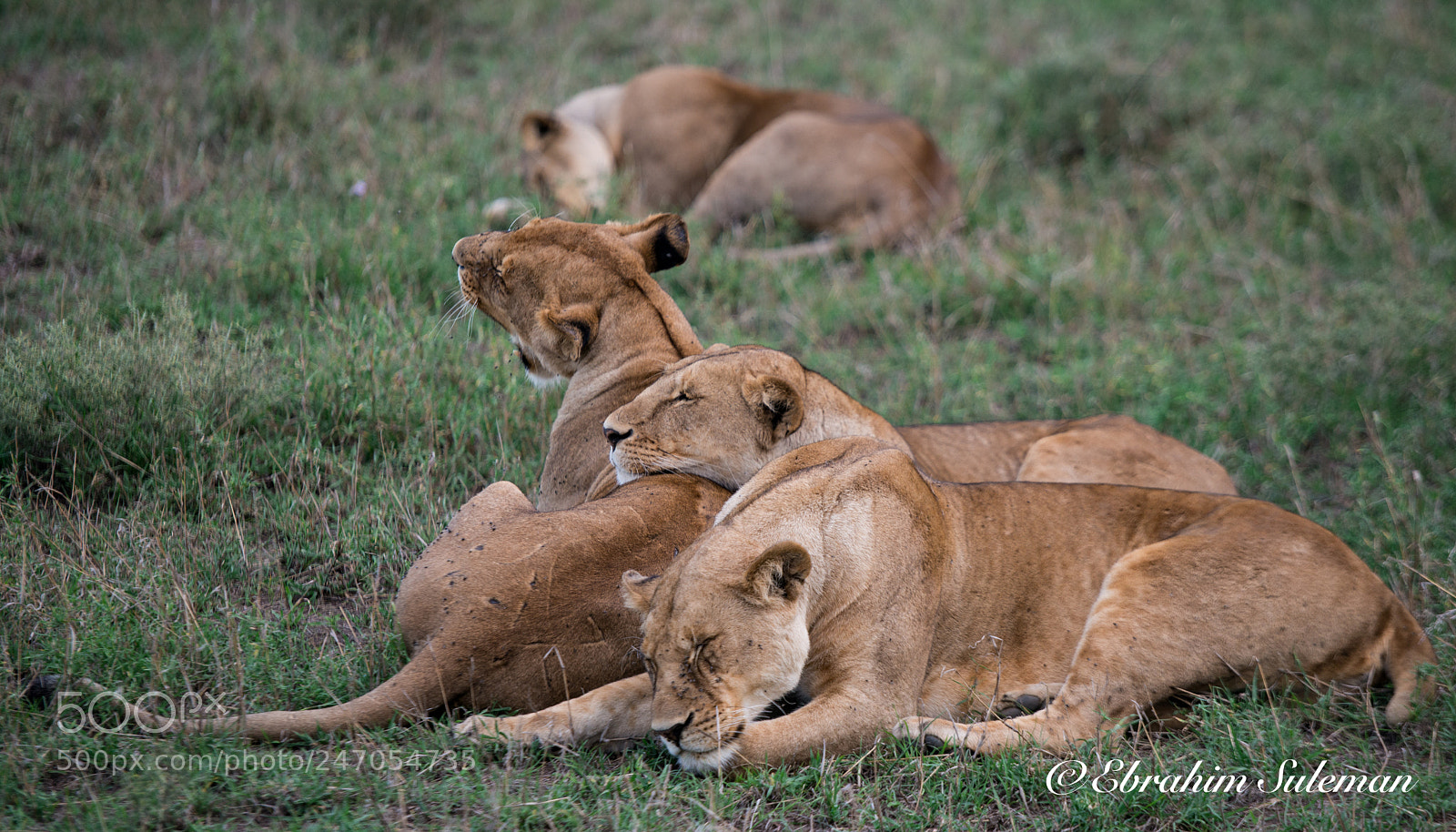 Nikon D800 sample photo. Siesta in serengeti photography
