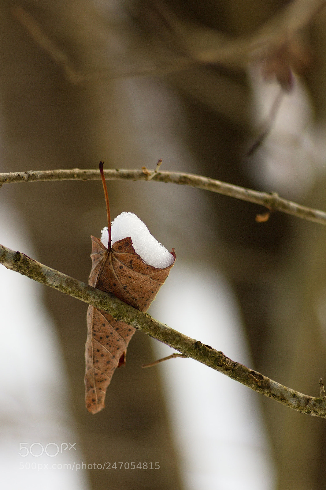 Canon EOS 550D (EOS Rebel T2i / EOS Kiss X4) sample photo. Nature ice-cream ? photography