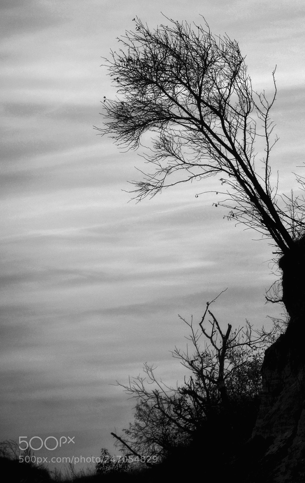 Nikon D5100 sample photo. The last tree photography