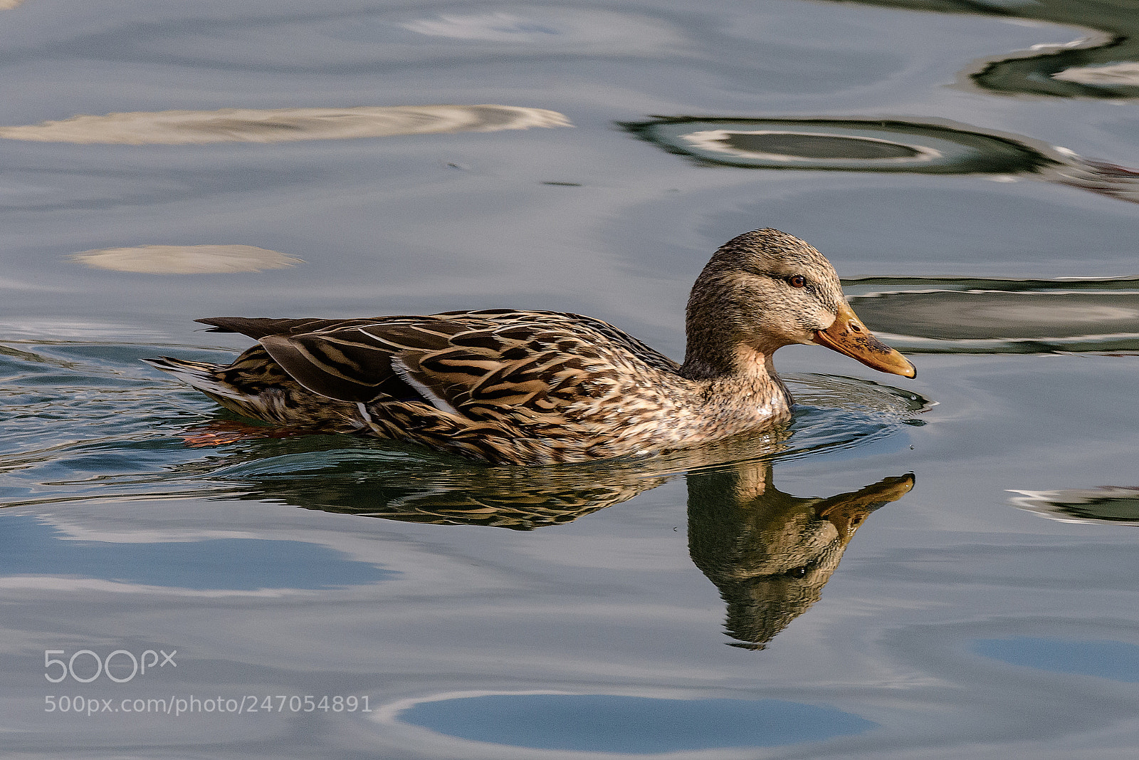 Nikon D7200 sample photo. Female mallard swims in photography