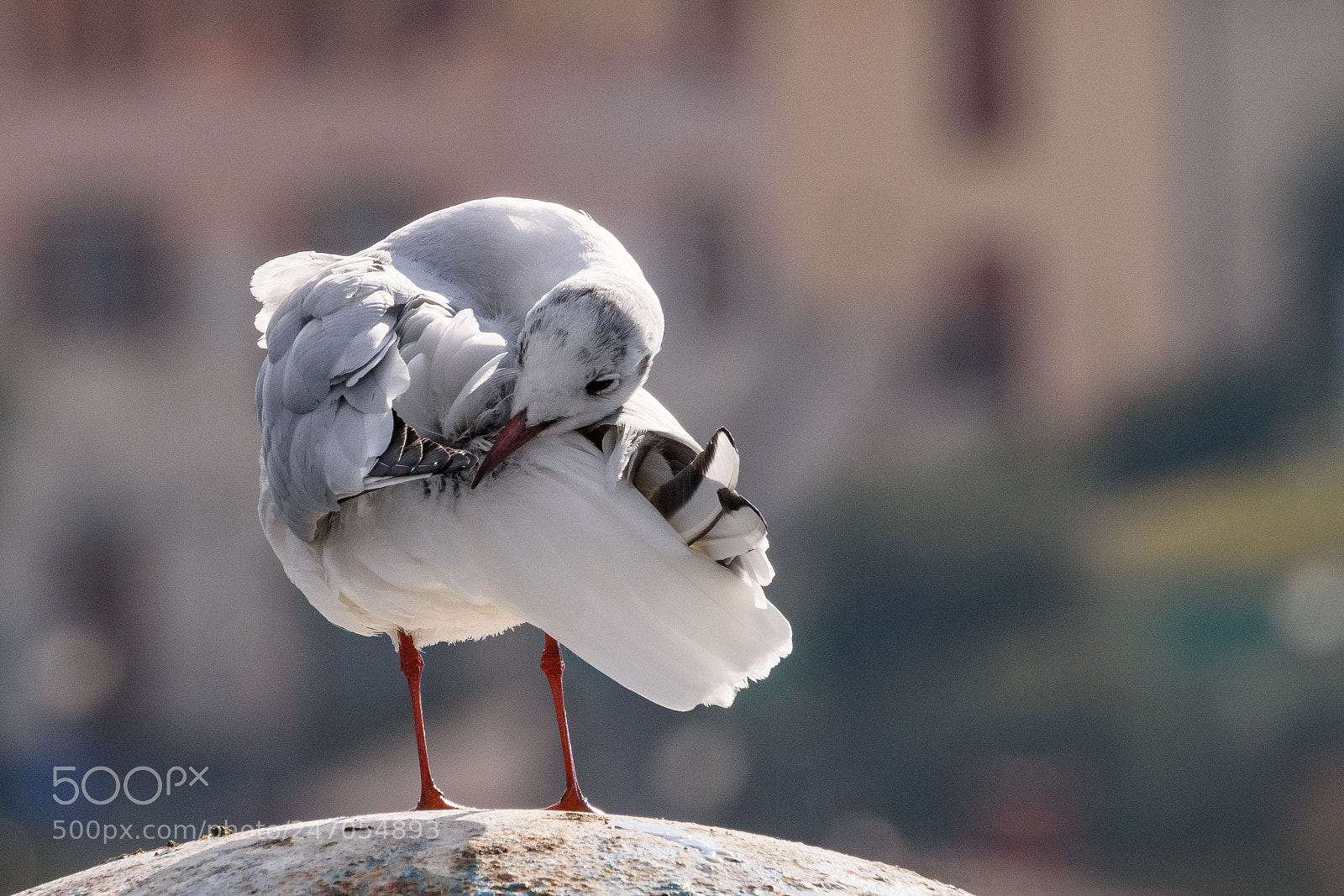 Nikon D7200 sample photo. Gull that cleans the photography