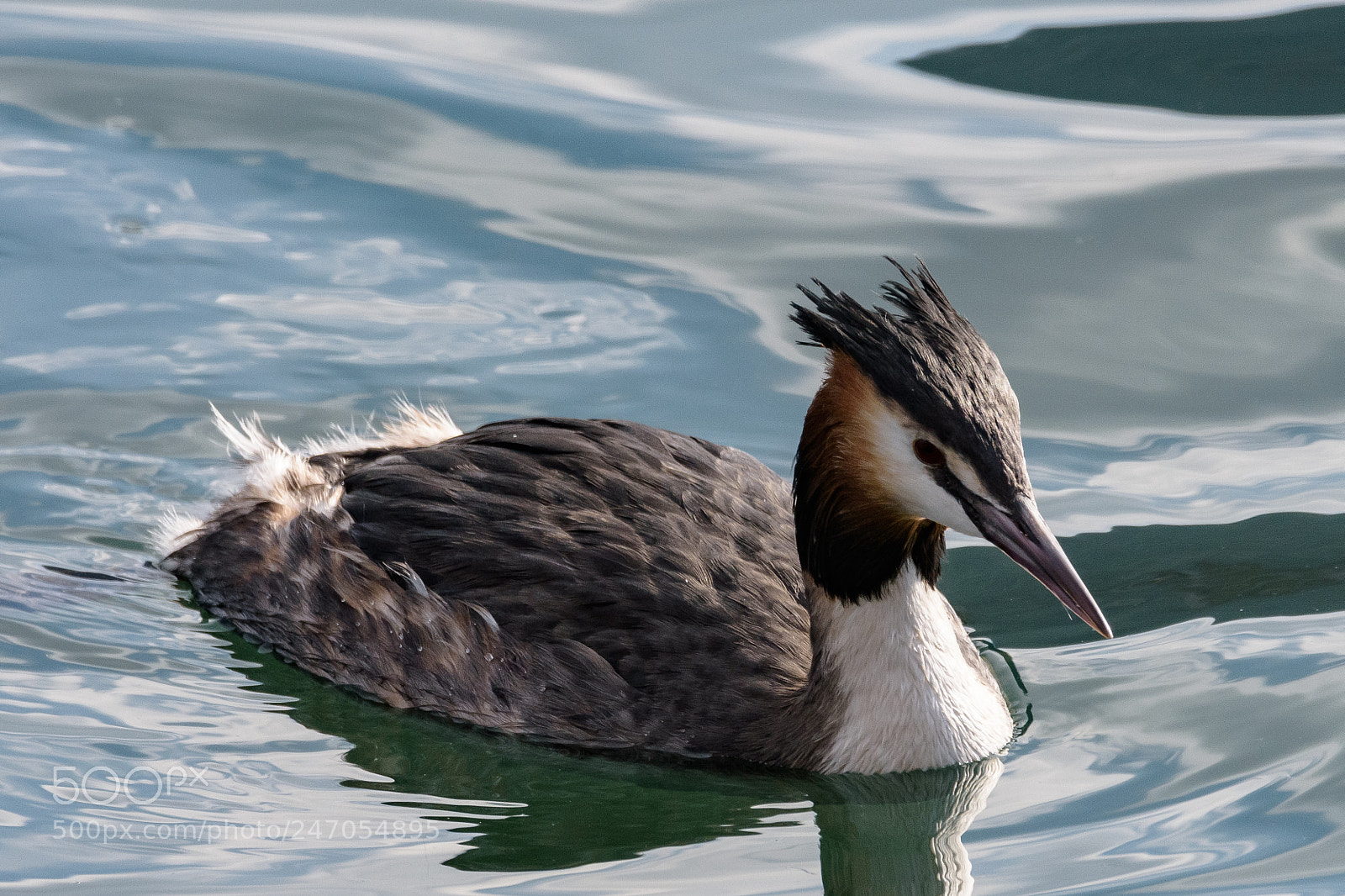 Nikon D7200 sample photo. Great crested grebe photography