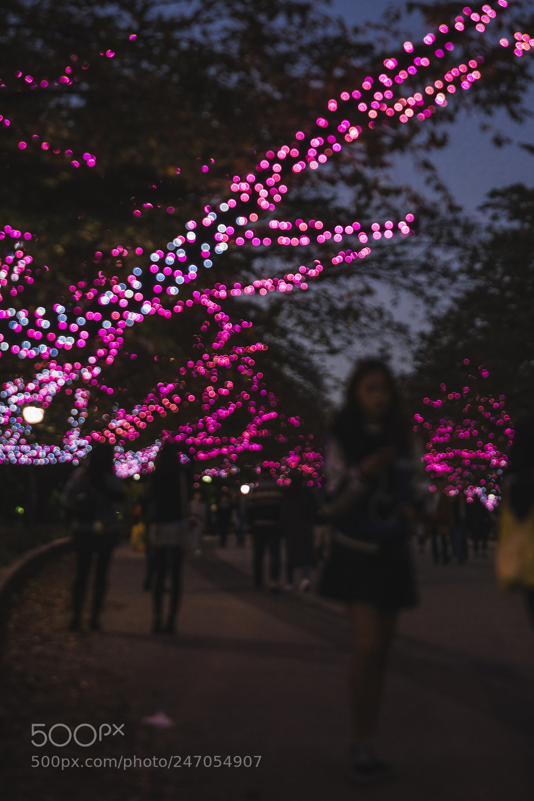 Sony a7R II sample photo. Winter illuminations photography
