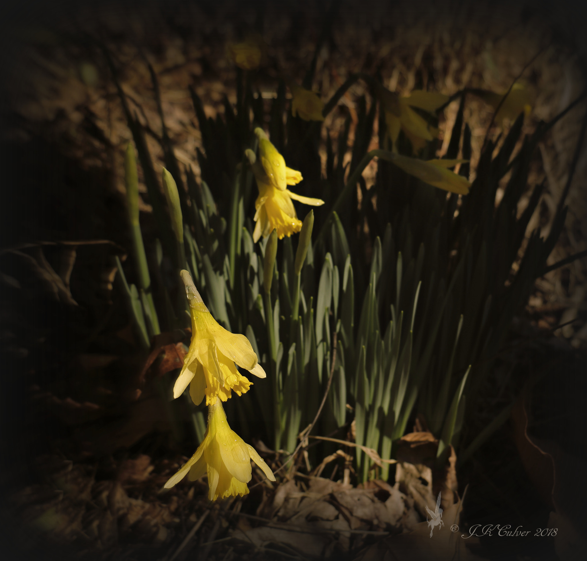 Canon EOS 77D (EOS 9000D / EOS 770D) sample photo. First signs of spring photography