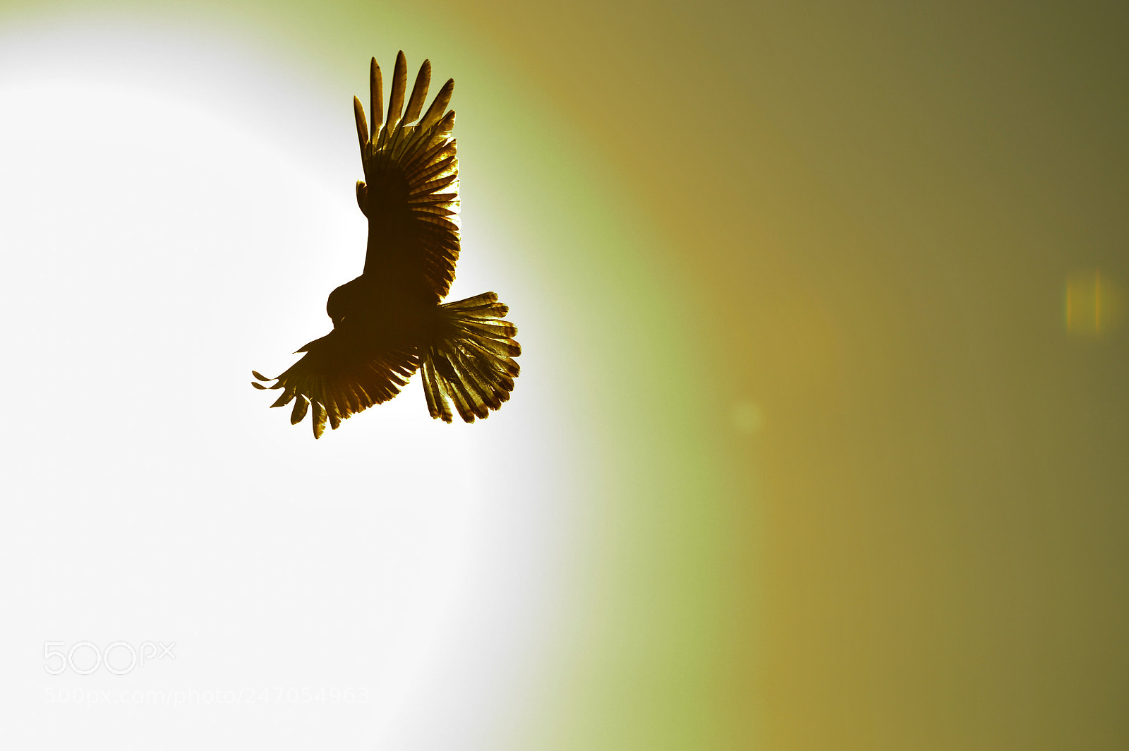 Nikon D3200 sample photo. Freedom photography