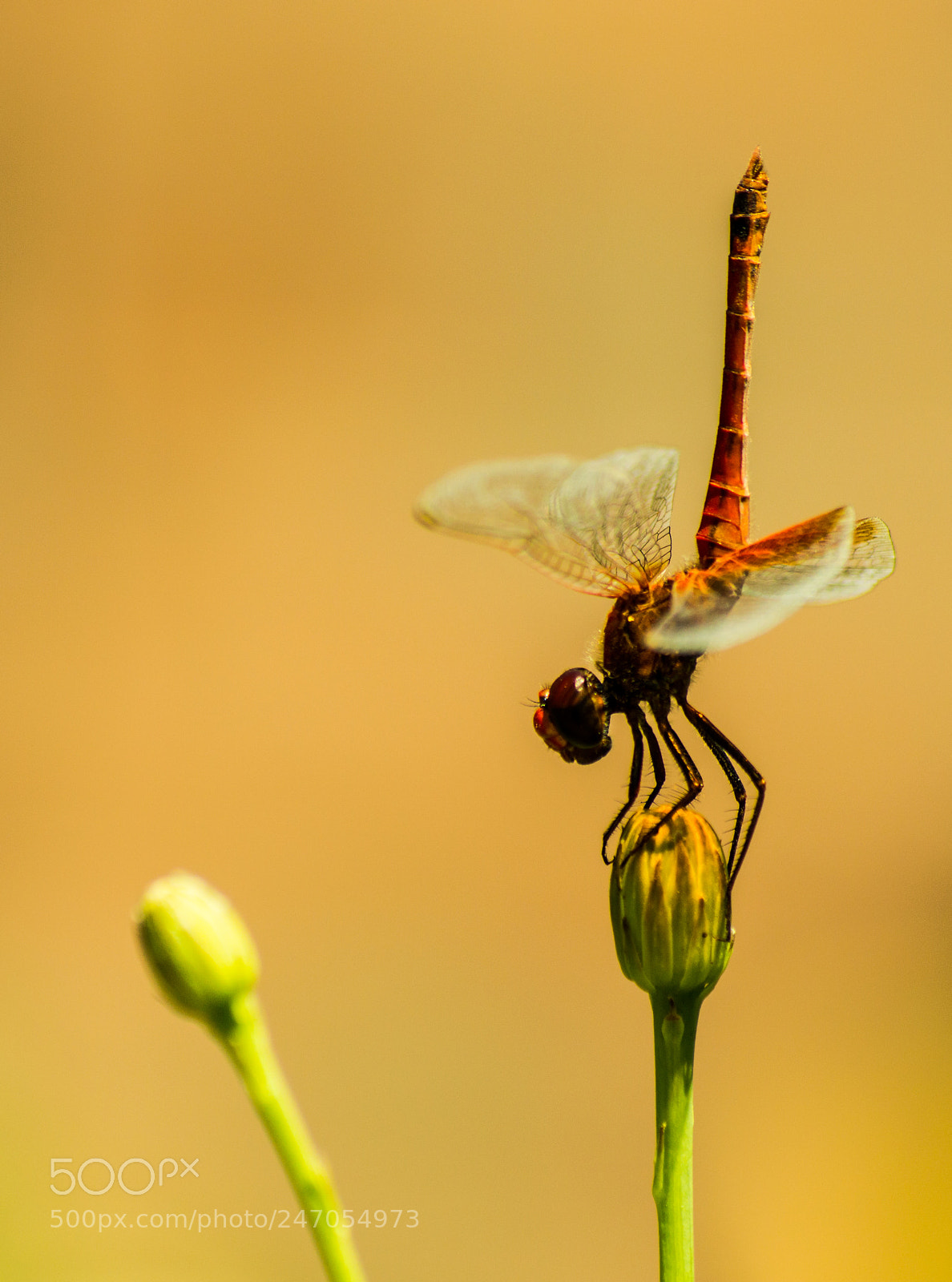Nikon D3200 sample photo. Dragon-fly photography