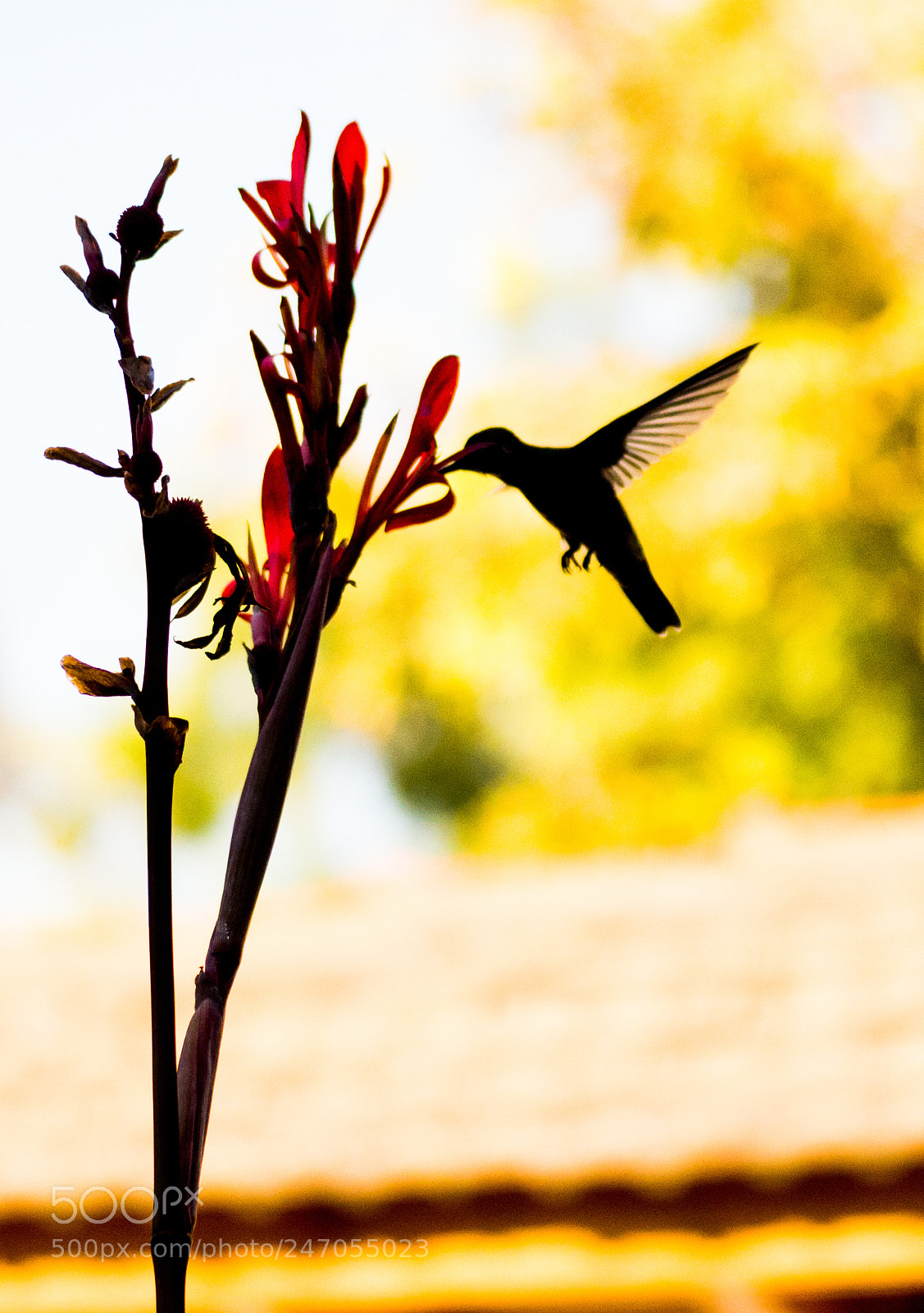 Nikon D3200 sample photo. Colibrí photography