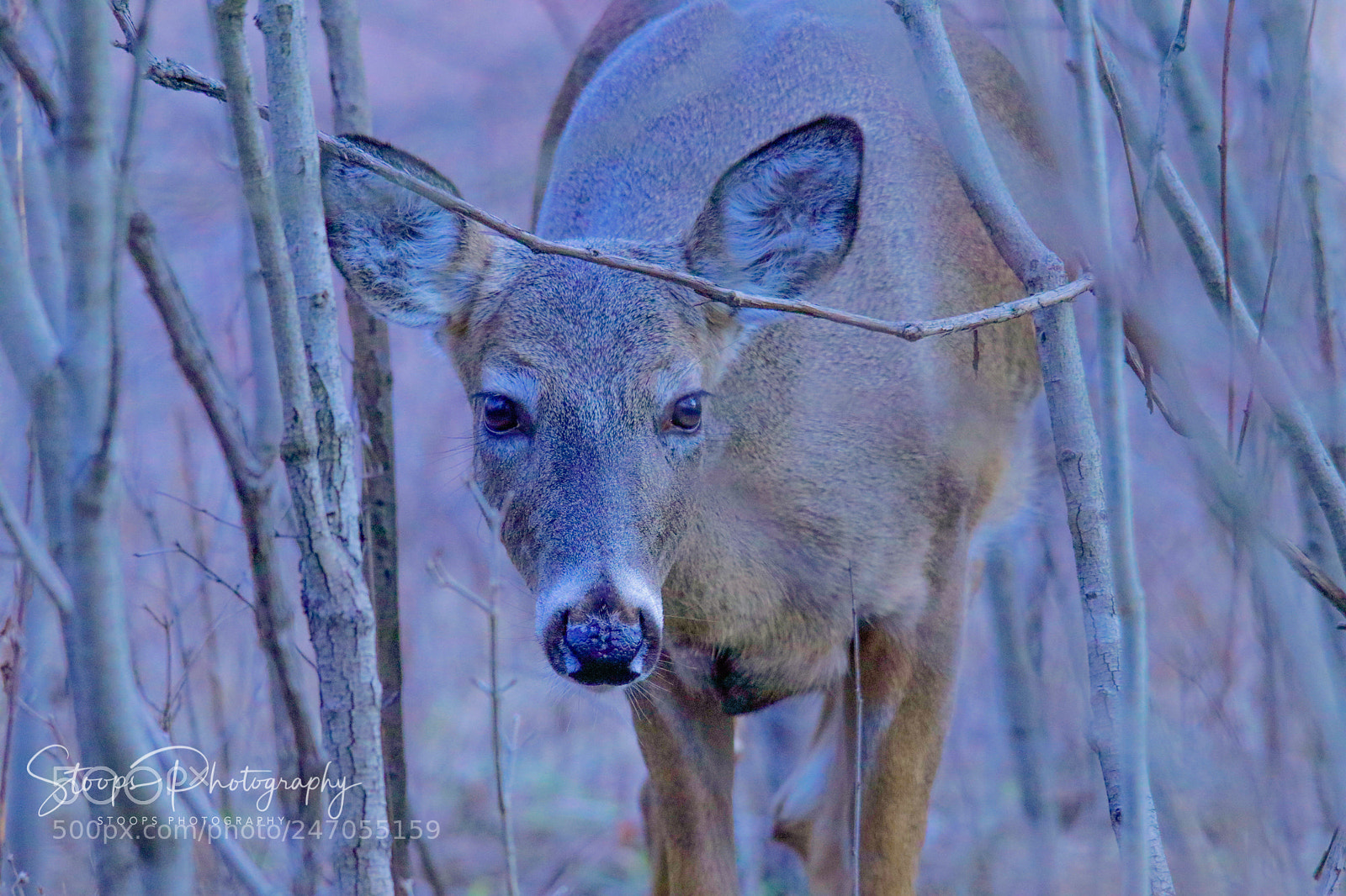 Canon EOS 80D sample photo. Under the branch edited photography