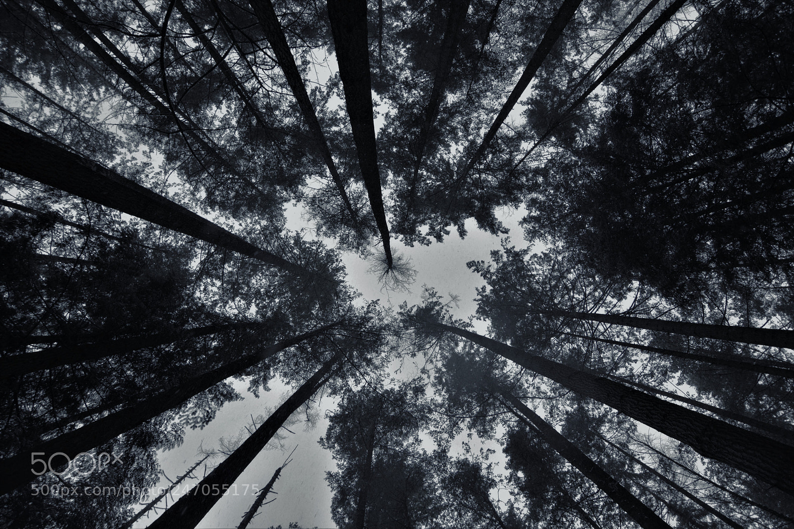 Nikon D7100 sample photo. Parallel trees photography